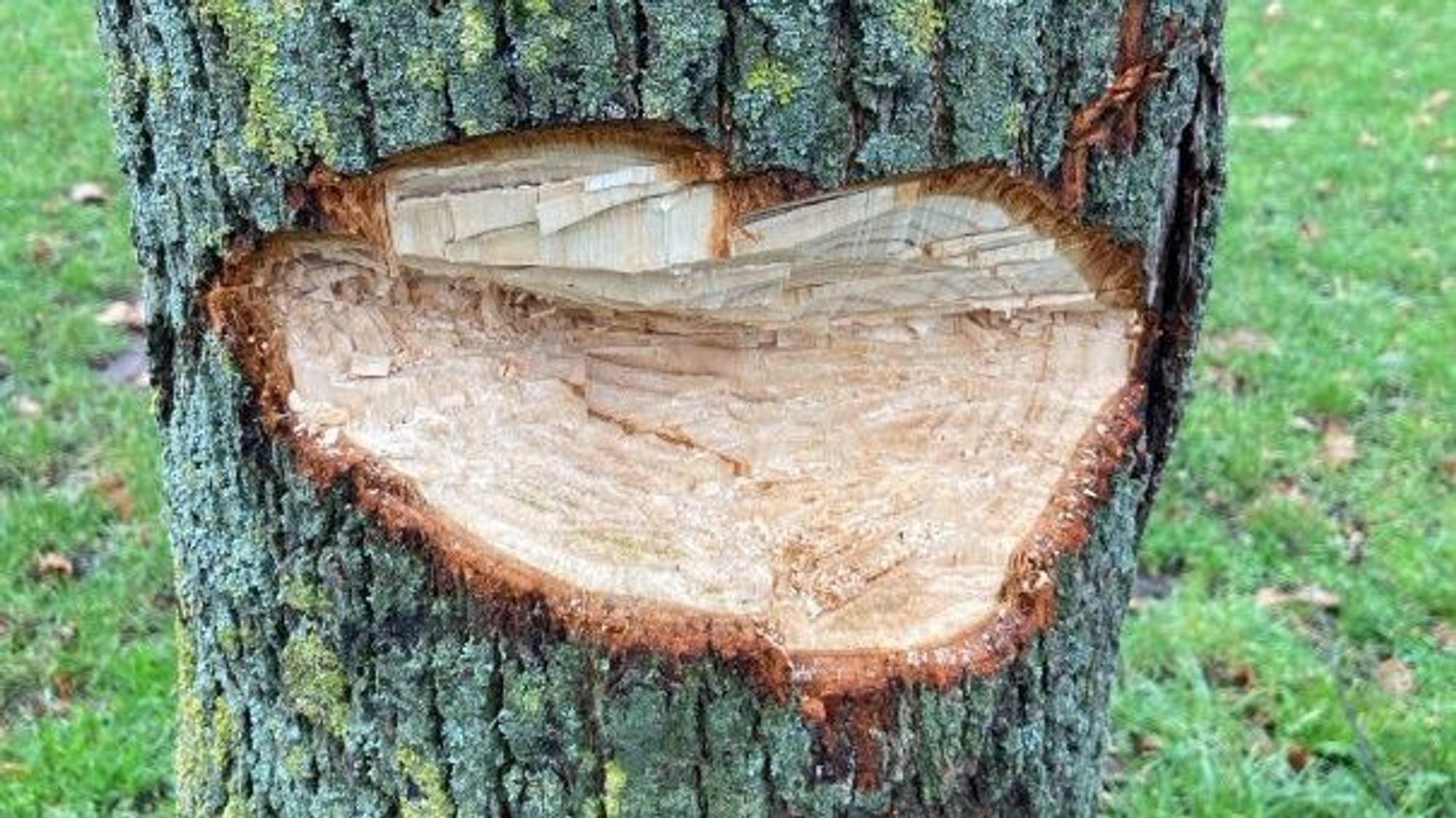 Unbekannte haben eine Linde im Kölner Stadtteil Bocklemünd absichtlich beschädigt.