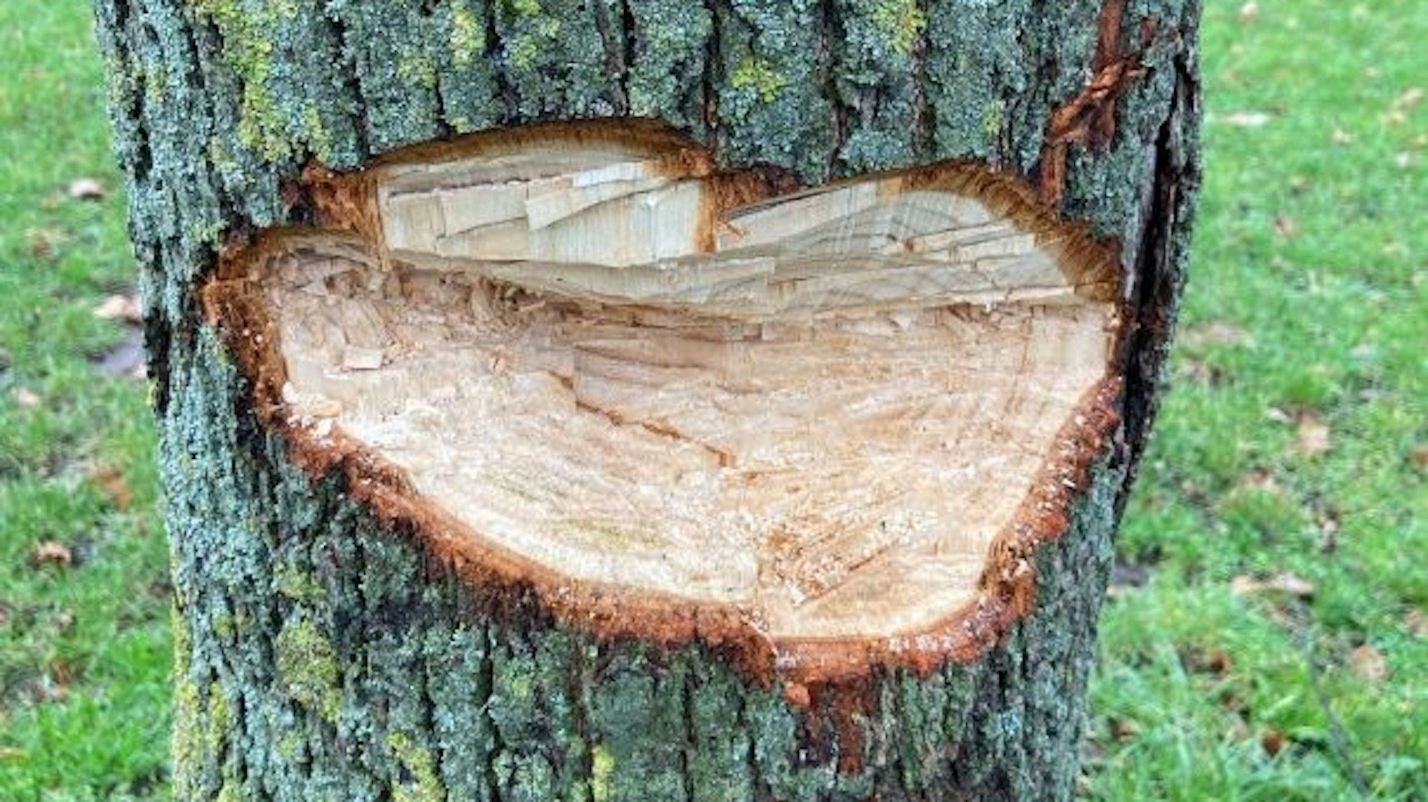 Unbekannte haben eine Linde im Kölner Stadtteil Bocklemünd absichtlich beschädigt.