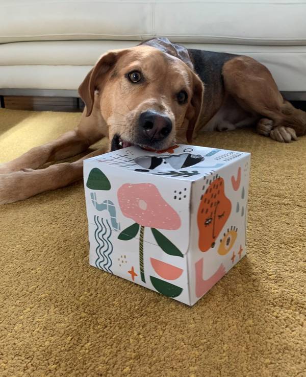 Hund spielt mit einem Karton, in dem Leckerchen versteckt sind.