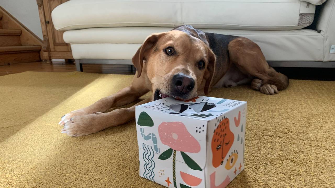 Hund spielt mit einem Karton, in dem Leckerchen versteckt sind.