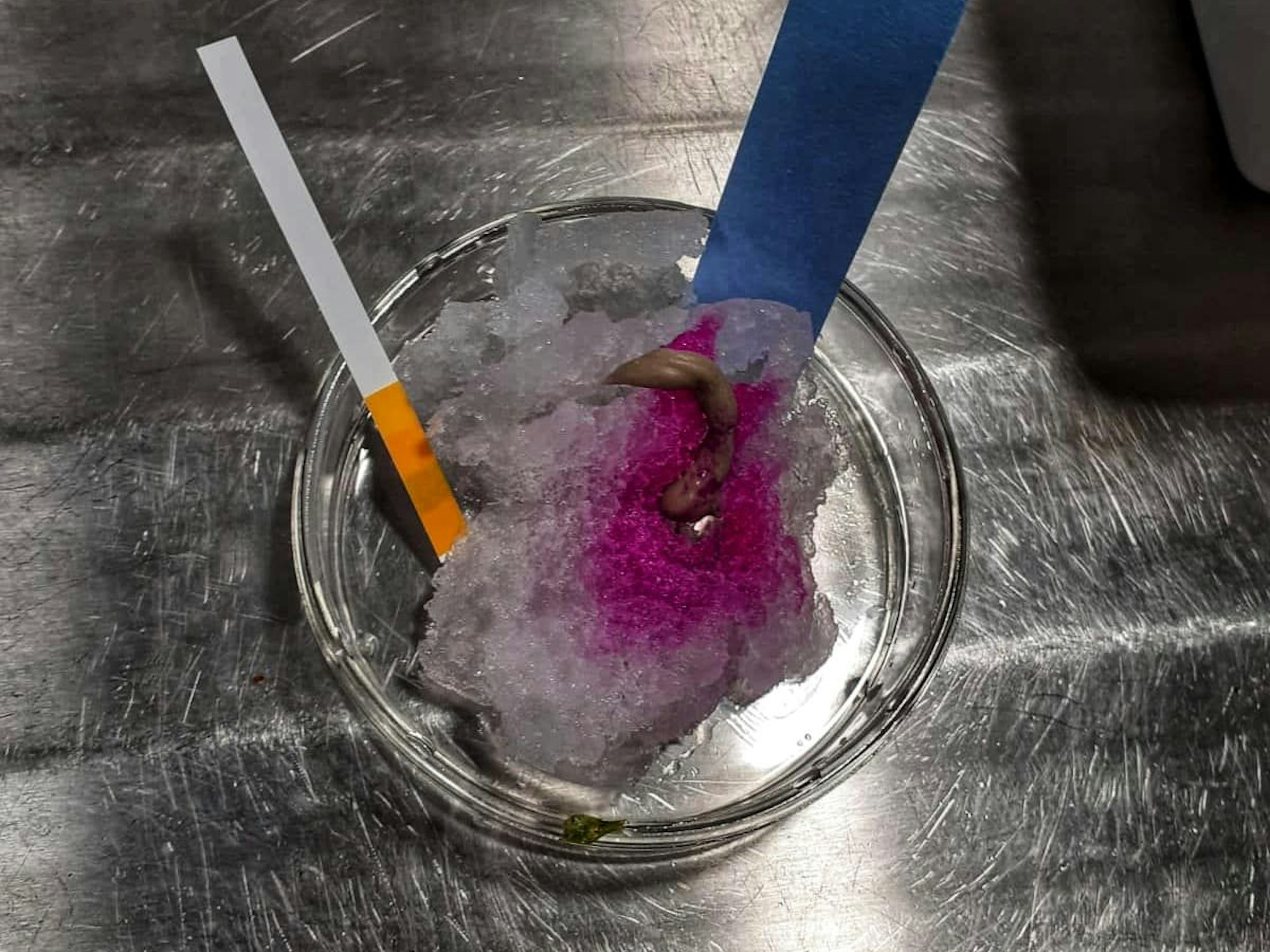 Ein Glas mit lila gefärbtem Schnee