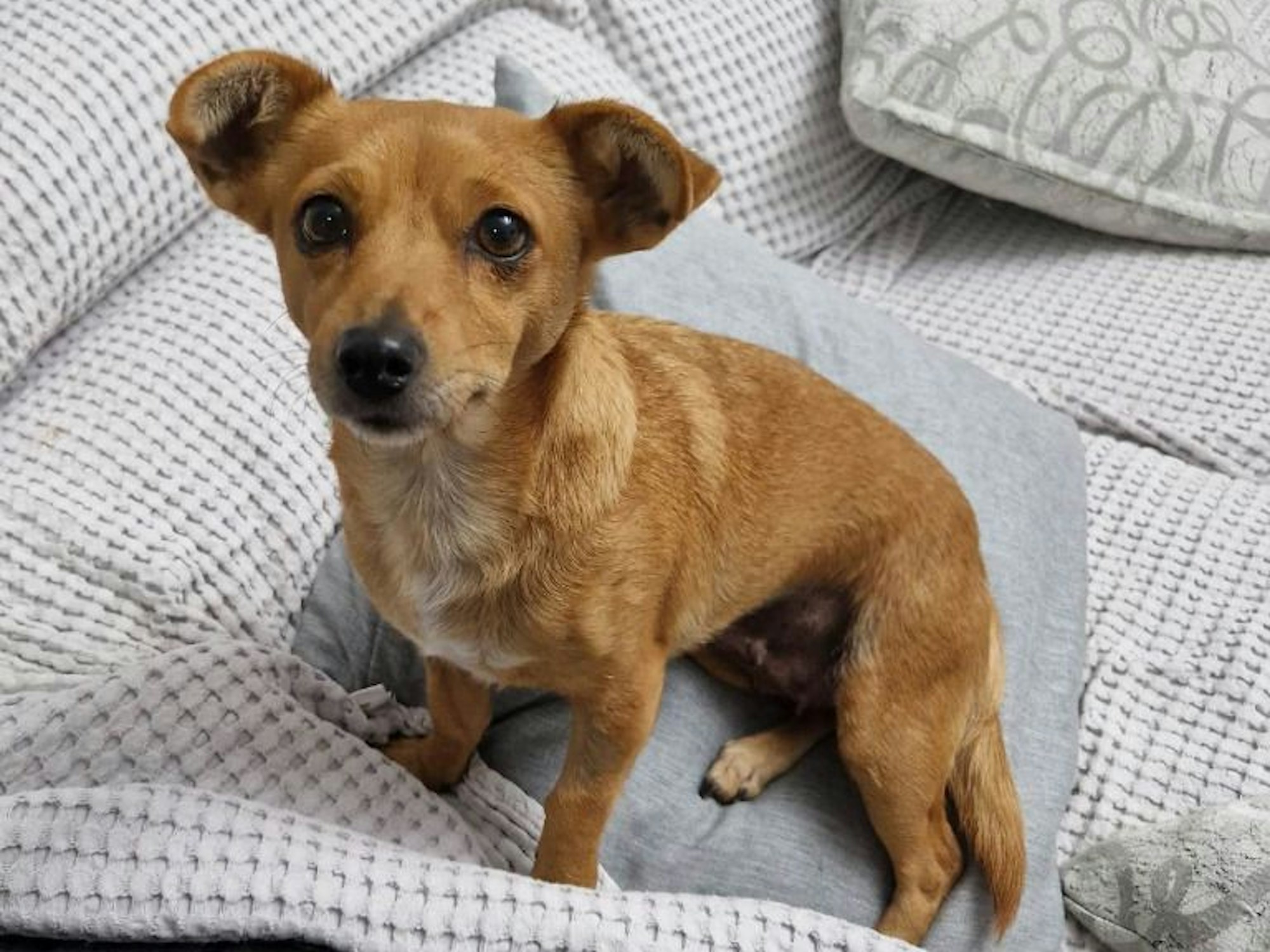 Hündin Lilly, die am Flughafen Köln/Bonn entwischte, ist gefunden und schaut in die Kamera.