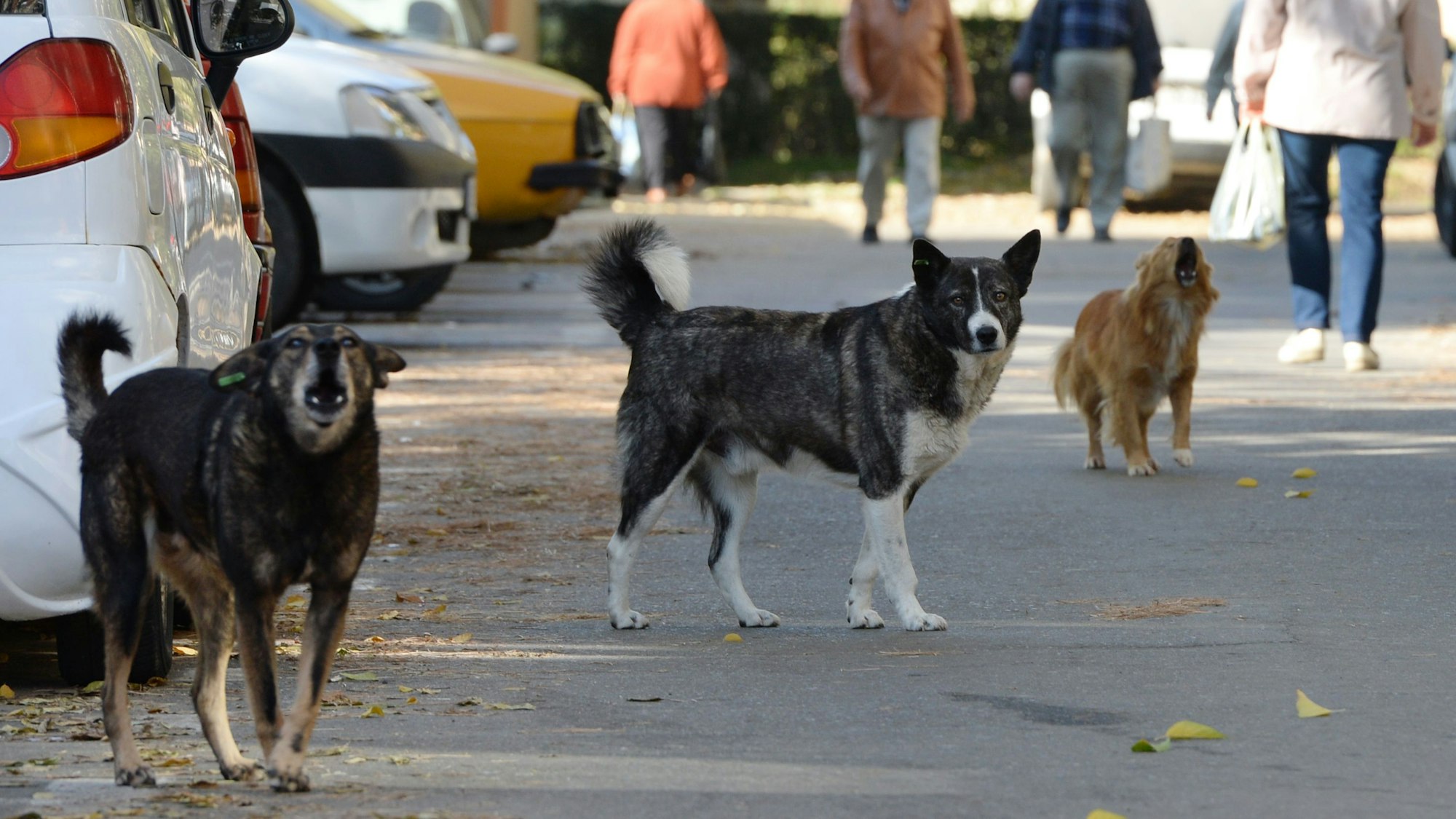 Das Symbolfoto von Oktober 2013 zeigt Straßenhunde in einem Wohngebiet in der rumänischen Stadt Pitesti.