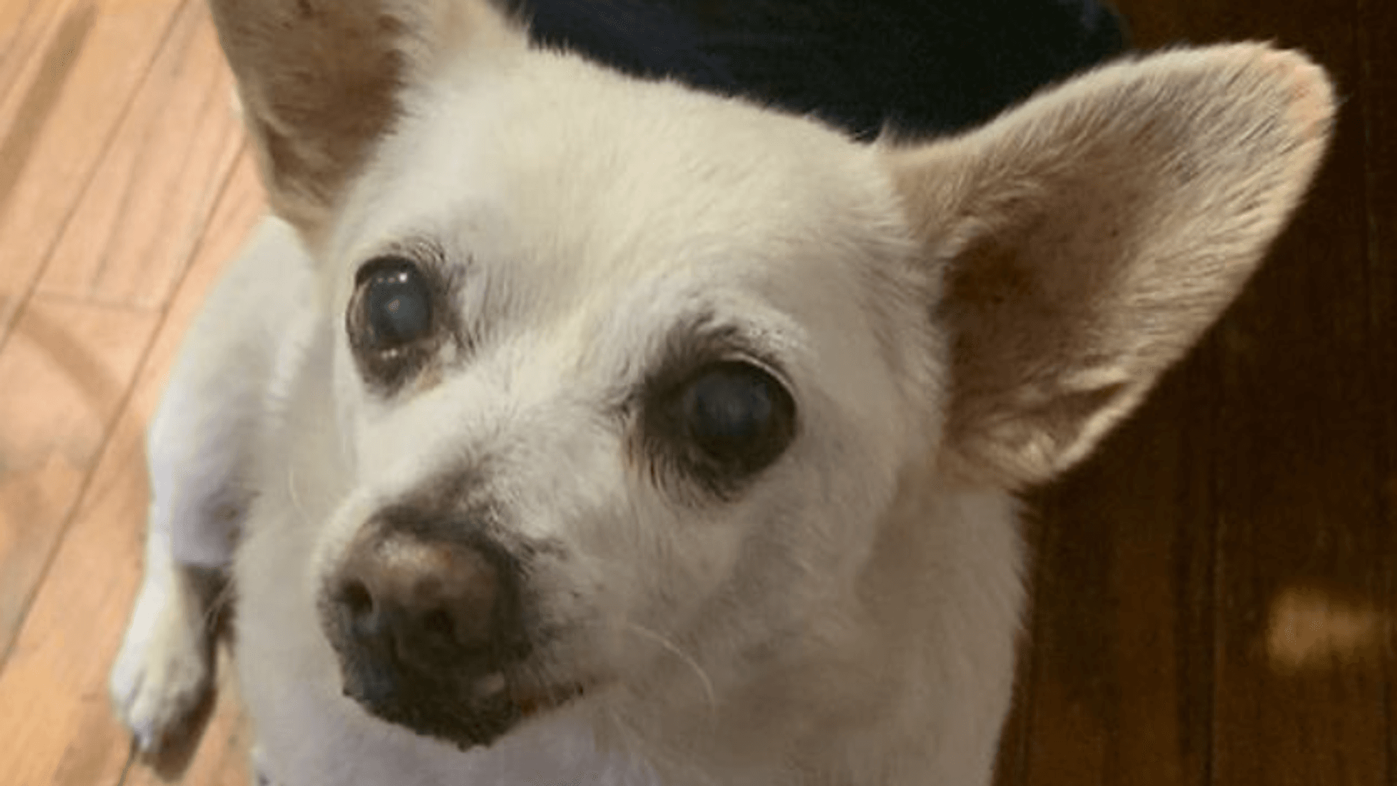 Spike, der älteste Hund der Welt, sitzt auf dem Boden und blickt in die Kamera.