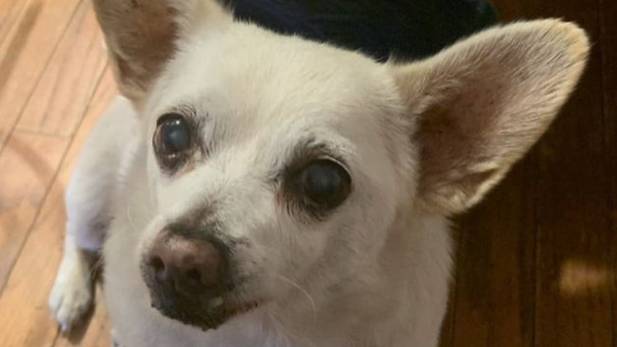 Spike, der älteste Hund der Welt, sitzt auf dem Boden und blickt in die Kamera.