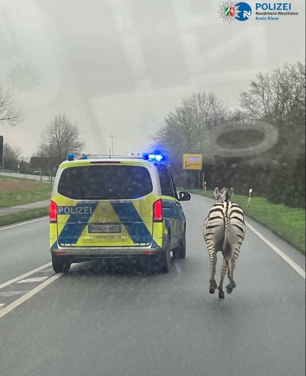 Ausgebüxte Zebras auf der B9 in NRW