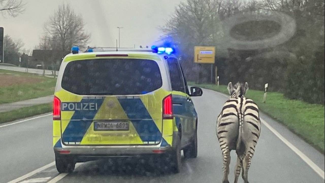 Ausgebüxte Zebras auf der B9 in NRW