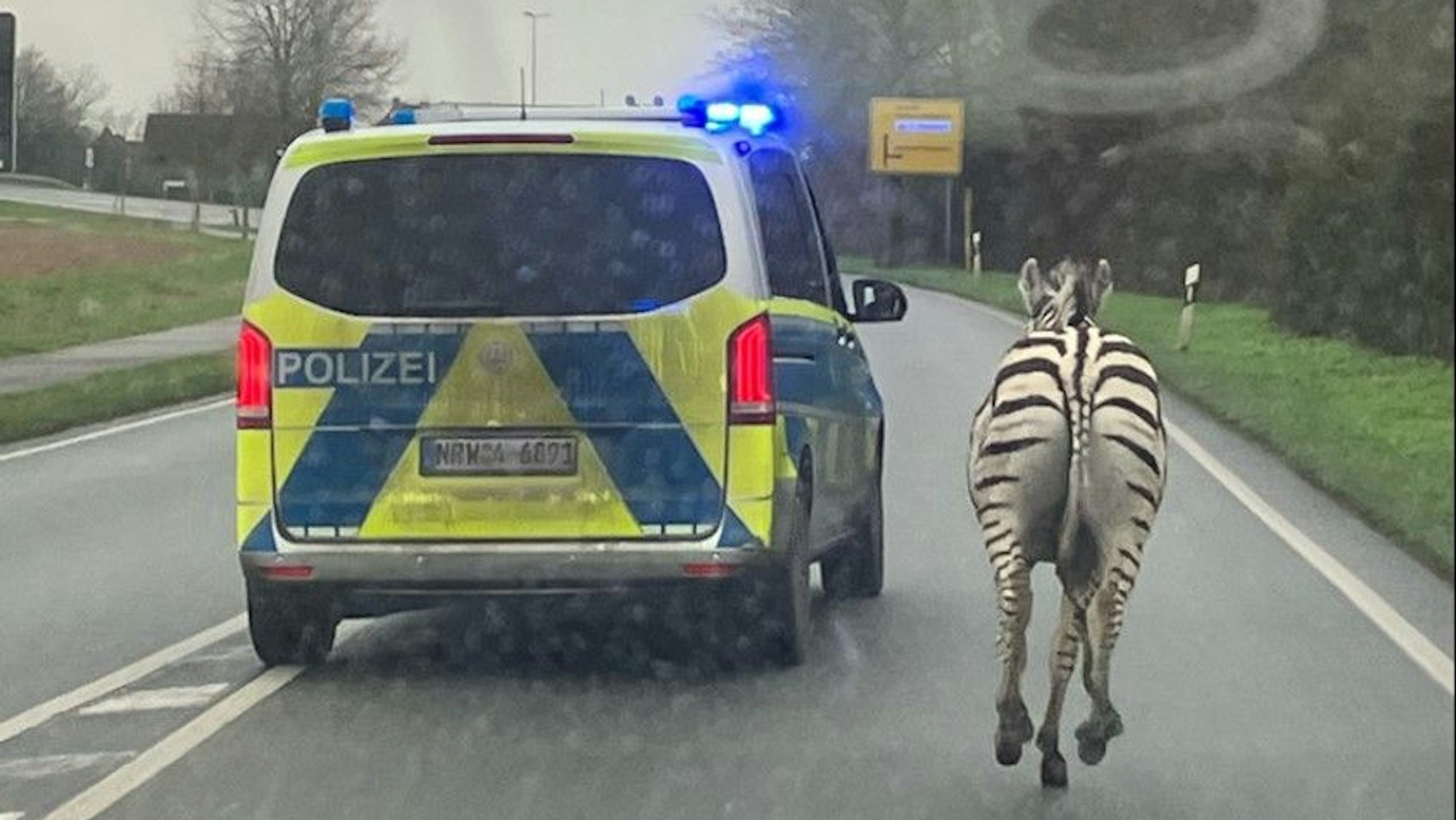 Ausgebüxte Zebras auf der B9 in NRW