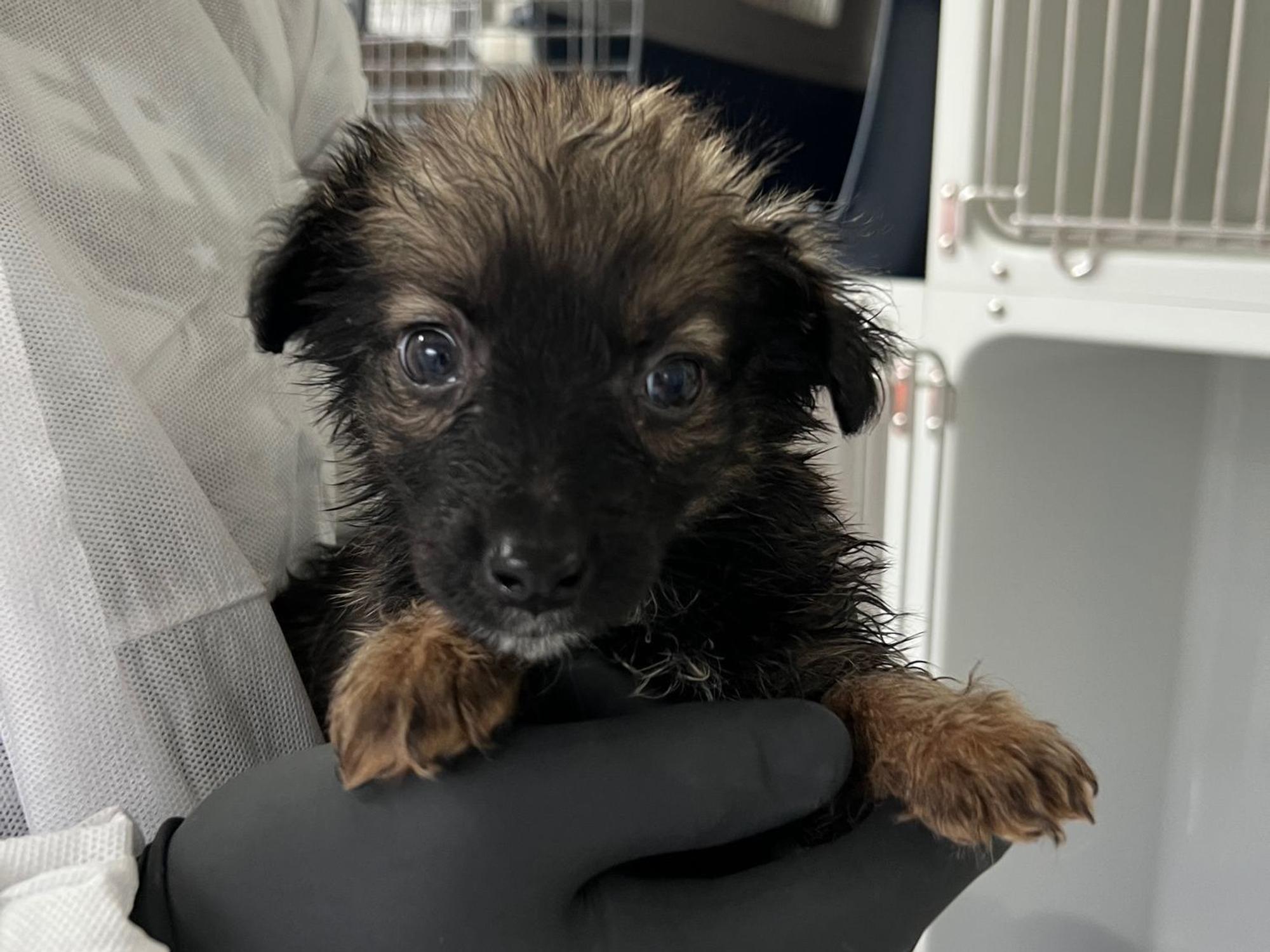 Eine Person hält einen Hundewelpen in der Hand.