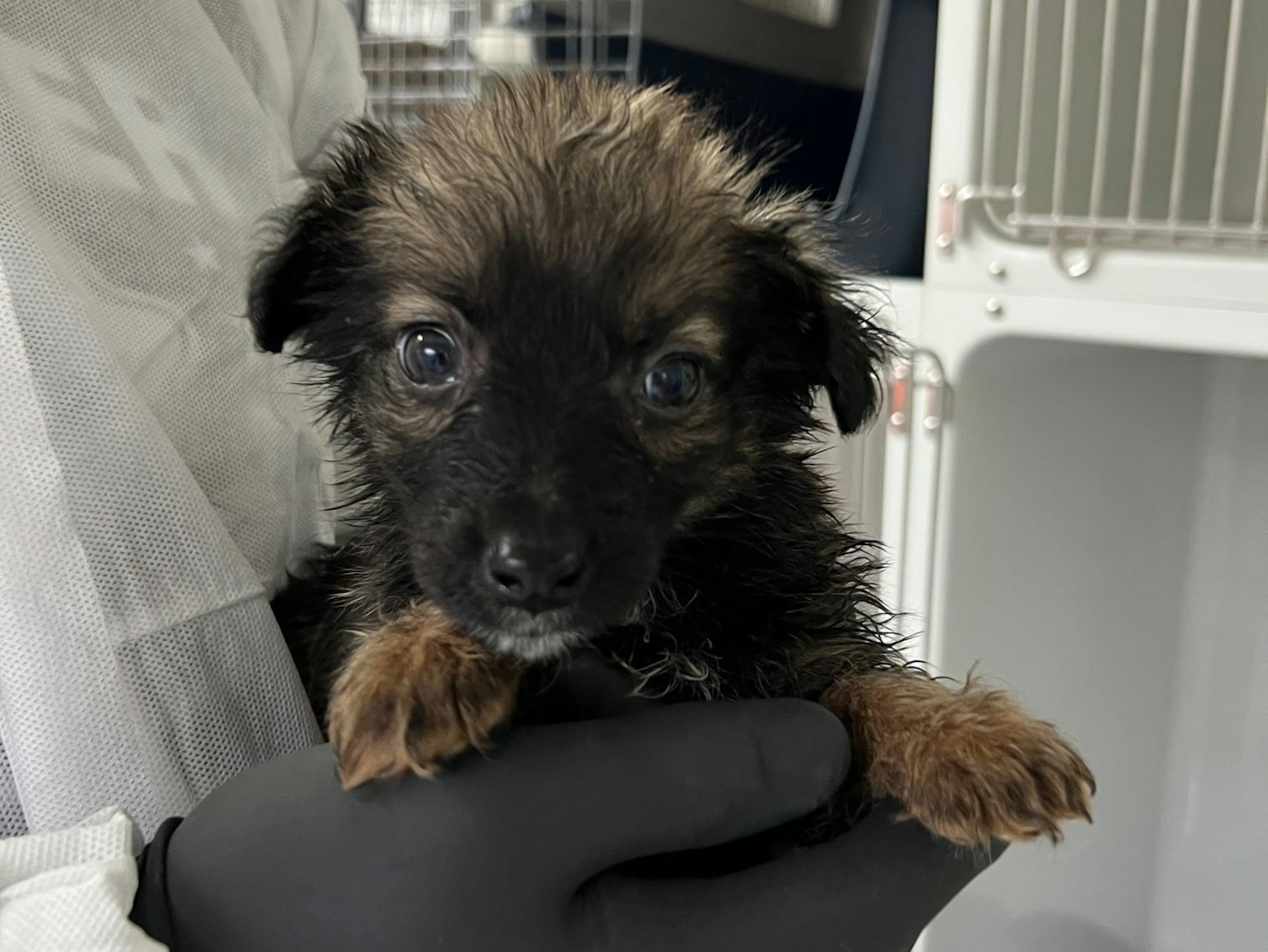 Eine Person hält einen Hundewelpen in der Hand.