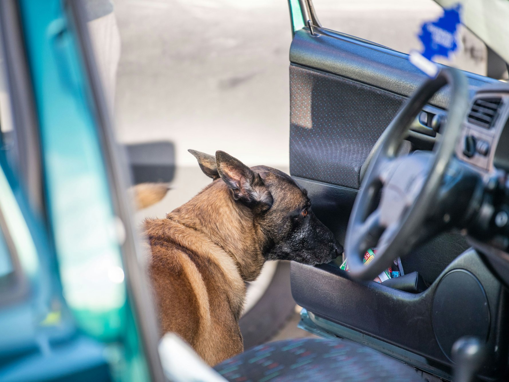 Ein Zollhund durchsucht im November 2022 in Schüttorf während einer Kontrolle ein Fahrzeug. Im US-Bundesstaat Kansas wurde ein Mann von einem Hund erschossen.