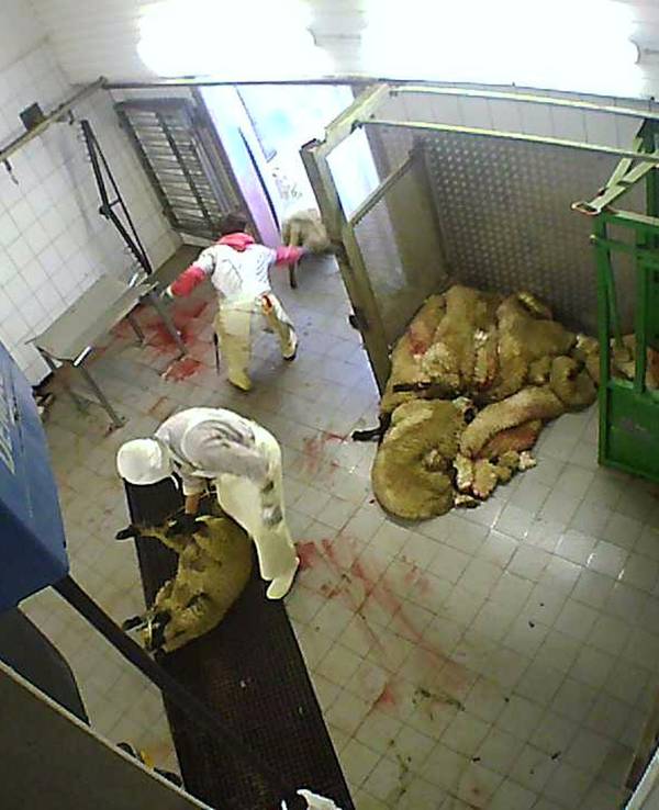 Kamera in einem Schlachtraum, Schafe liegen auf einem Stapel.