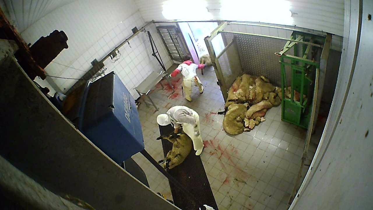 Kamera in einem Schlachtraum, Schafe liegen auf einem Stapel.