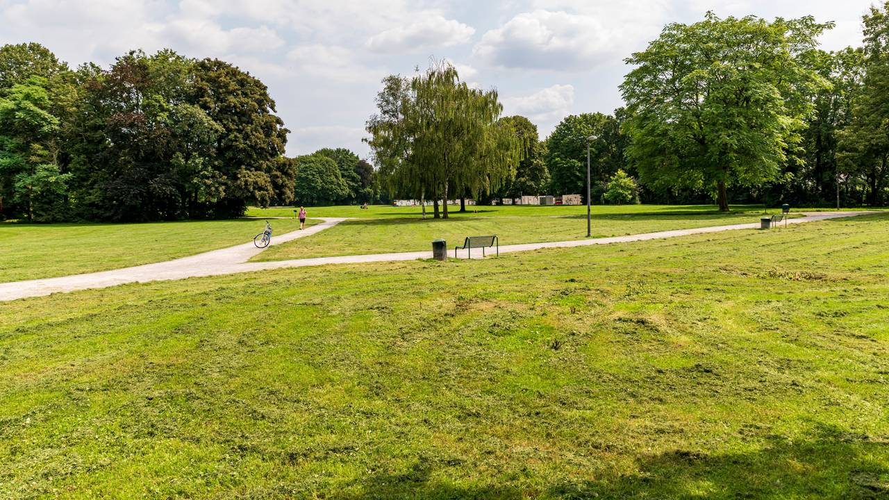 Blick in den Kölner Nordpark. Zwischen hohen Bäumen führen zahlreiche Wege entlang.