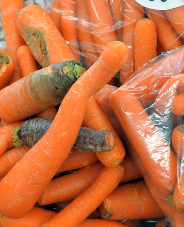 Karotten der Qualitätsklasse 2 werden im Oktober 2010 in Leutenbach (Baden-Württemberg) in einem Supermarkt verkauft. Wegen des hohen Wassergehalts fangen Karotten schnell an zu schimmeln. Doch ist es ausreichend, die betroffene Stelle einfach abzuschneiden?