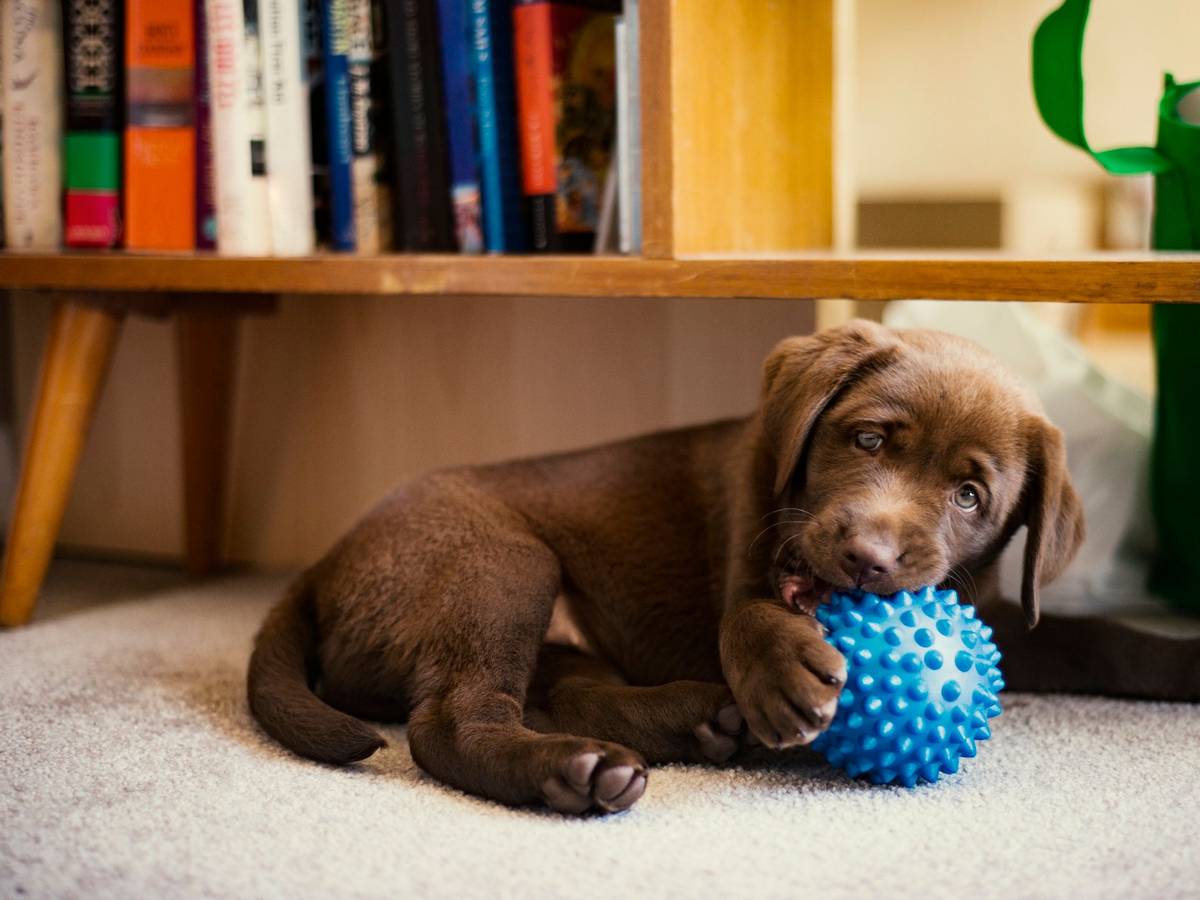 Ein Labradorwelpe spielt mit einem blauen Ball.