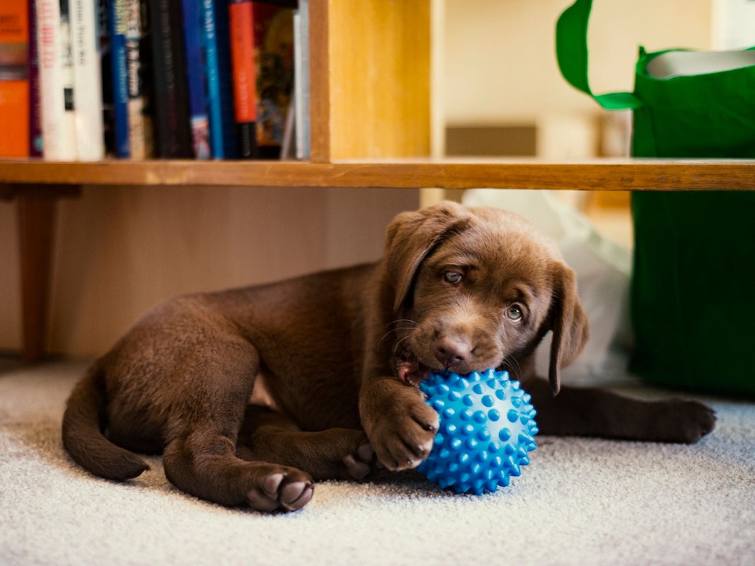 Ein Labradorwelpe spielt mit einem blauen Ball.