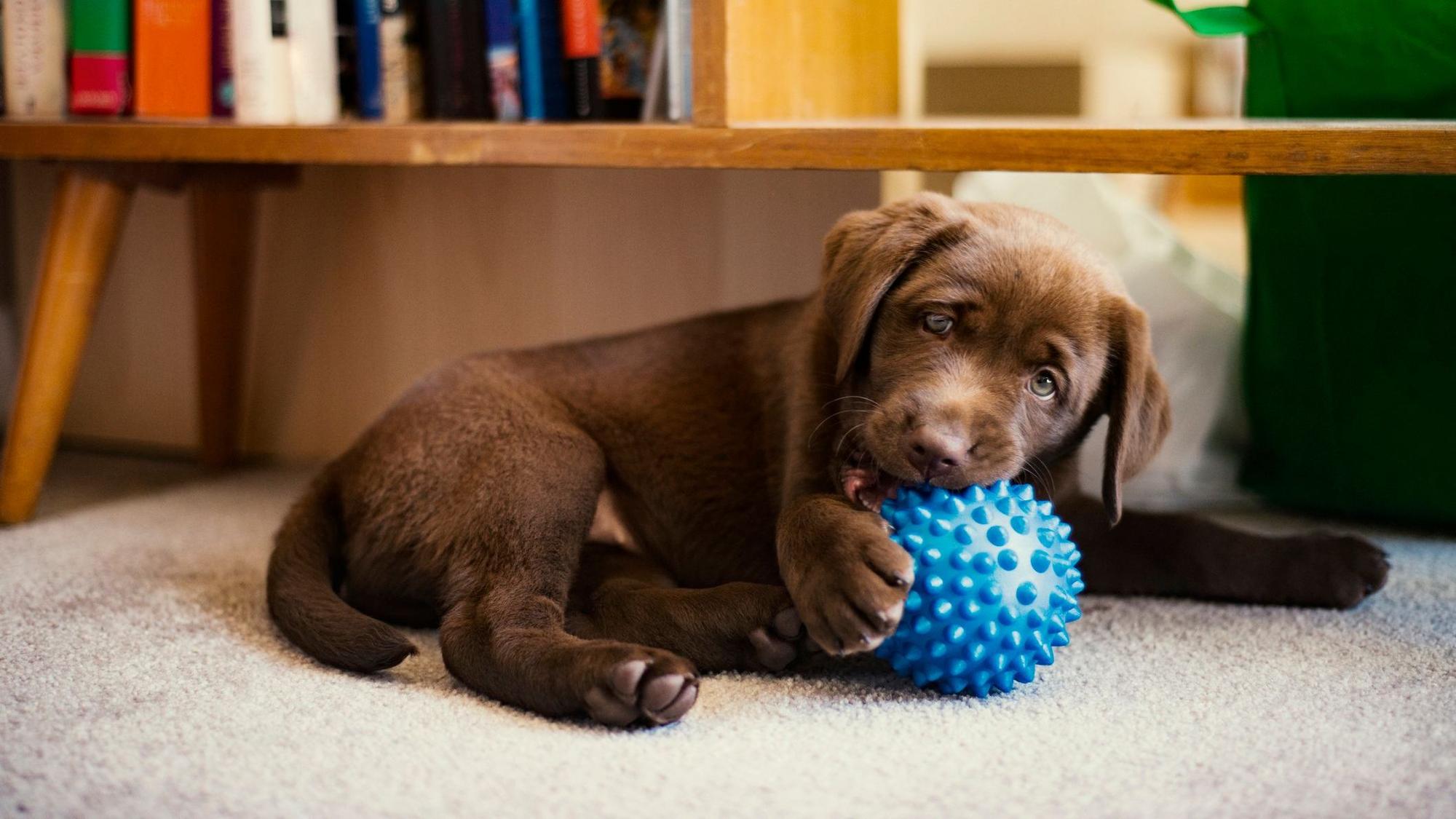Ein Labradorwelpe spielt mit einem blauen Ball.