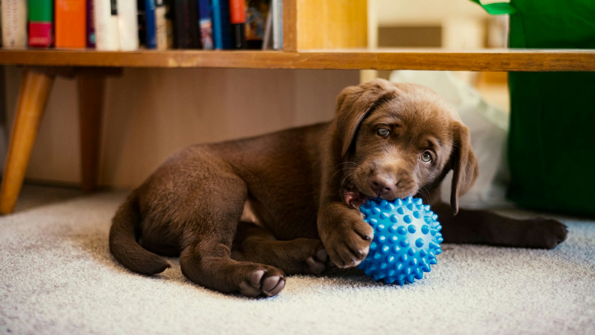 Ein Labradorwelpe spielt mit einem blauen Ball.