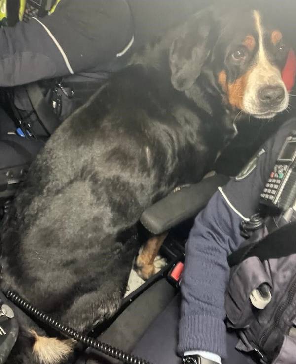 Ein Hund im Polizeiauto. Das Tier wurde auf der A4 eingefangen.