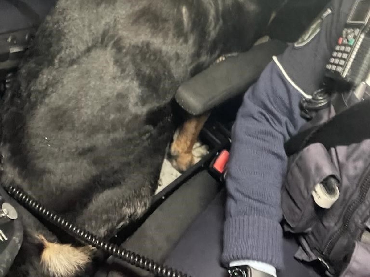 Ein Hund im Polizeiauto. Das Tier wurde auf der A4 eingefangen.