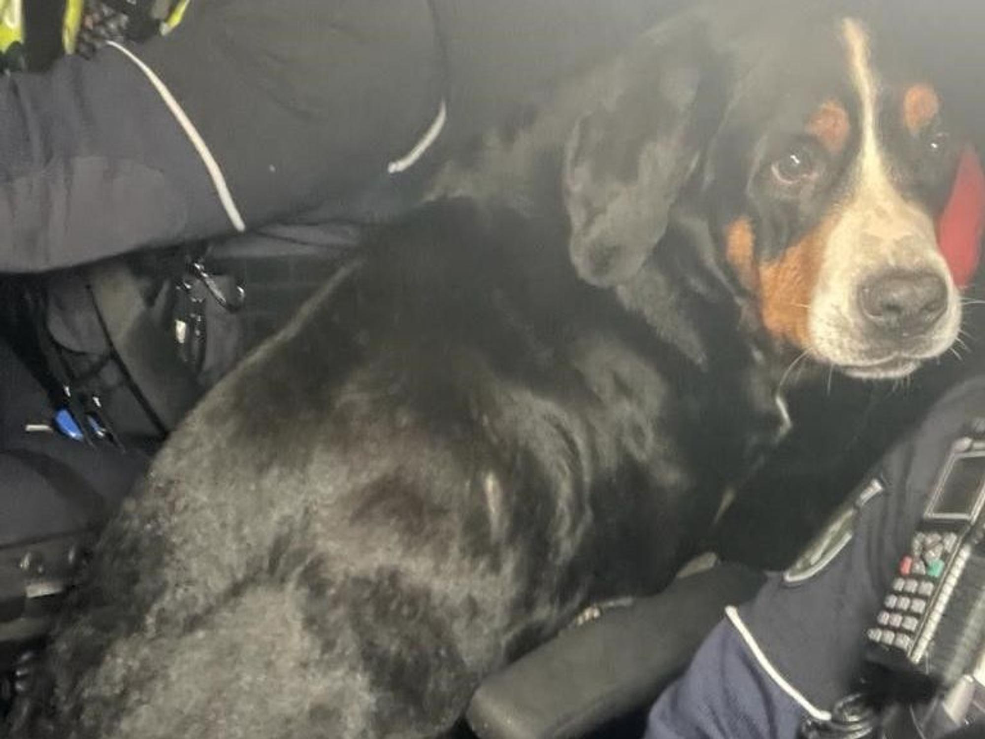 Ein Hund im Polizeiauto. Das Tier wurde auf der A4 eingefangen.
