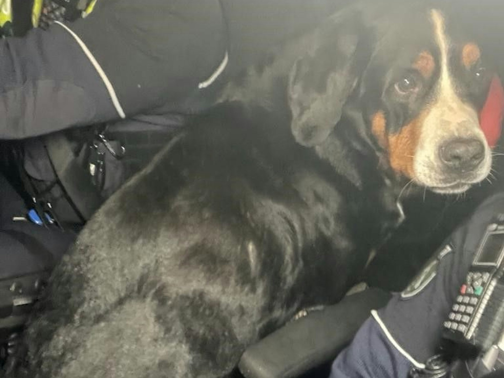 Ein Hund im Polizeiauto. Das Tier wurde auf der A4 eingefangen.