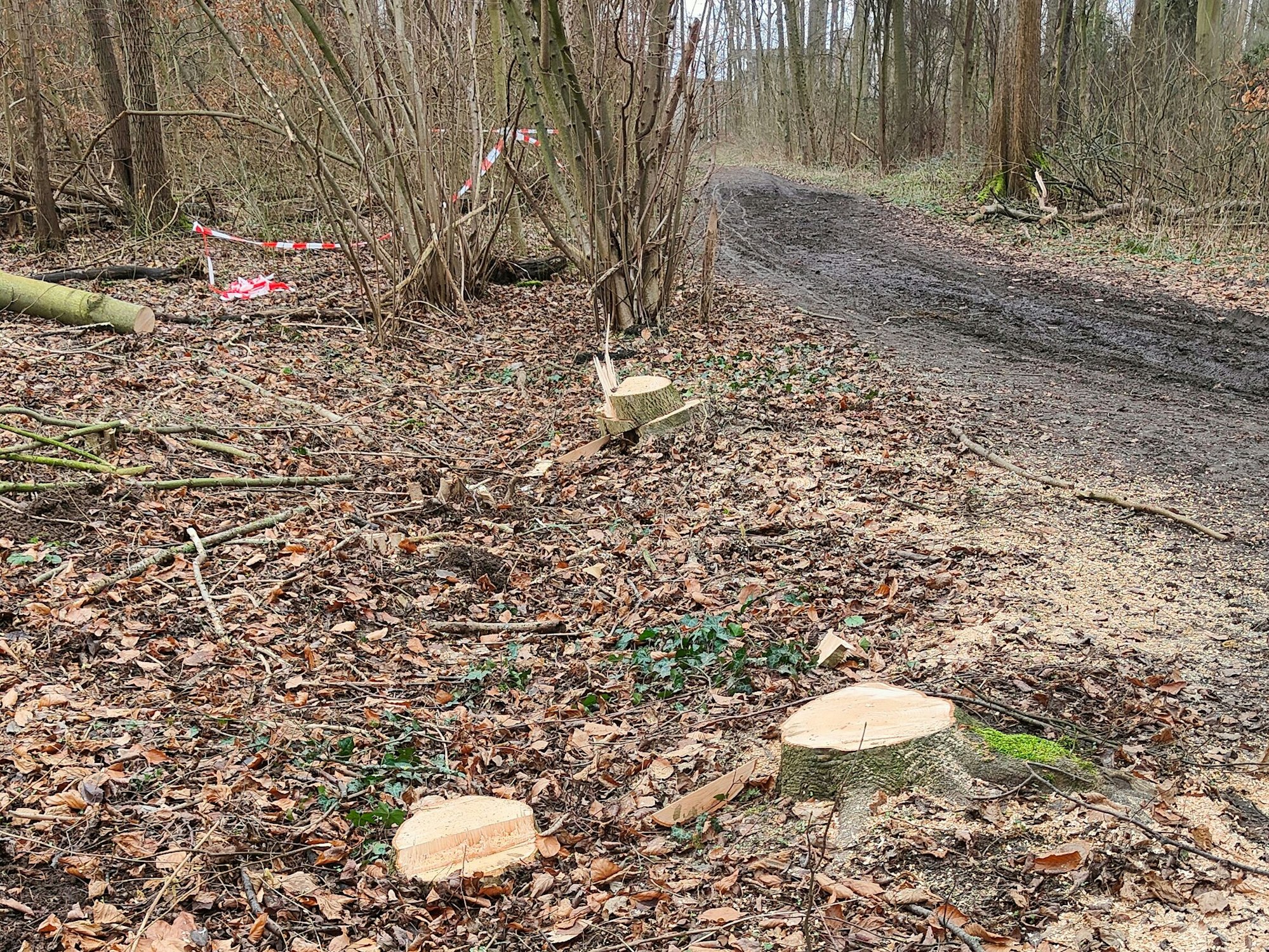 In Rodenkirchen hat die RheinEnergie eine 10 Meter breite Schneise schlagen lassen. Anwohner sind sauer.