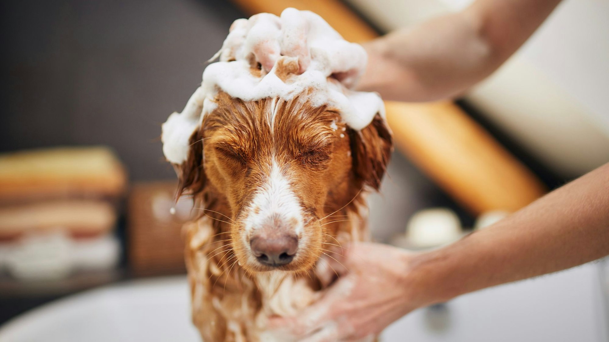 Ein Hund wird gebadet.