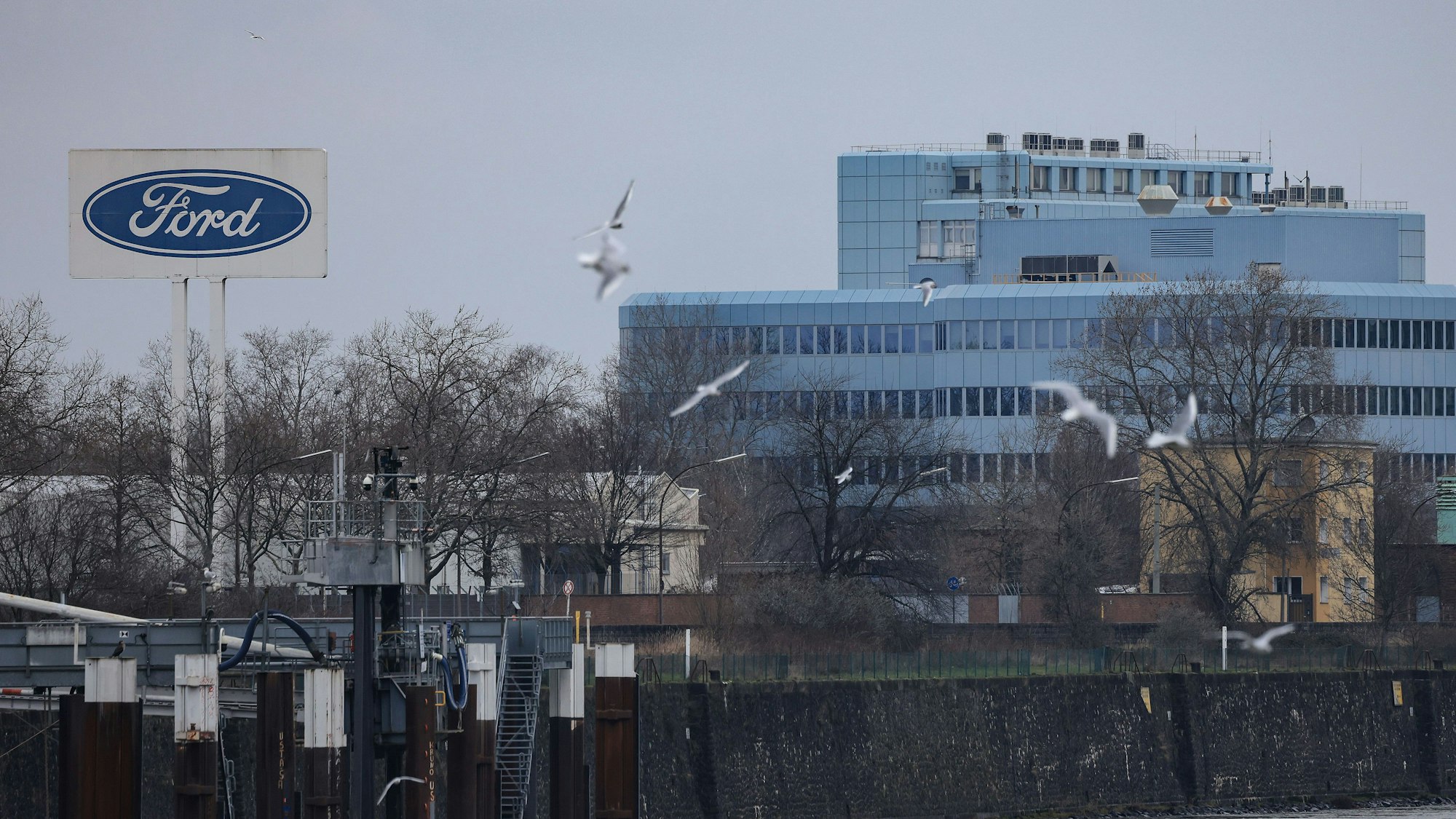 Möwen fliegen vor den Ford-Werken über dem Rhein. Der Autobauer Ford will an seinem Kölner Standort nach Angaben des Betriebsrats im großen Stil Jobs abbauen.