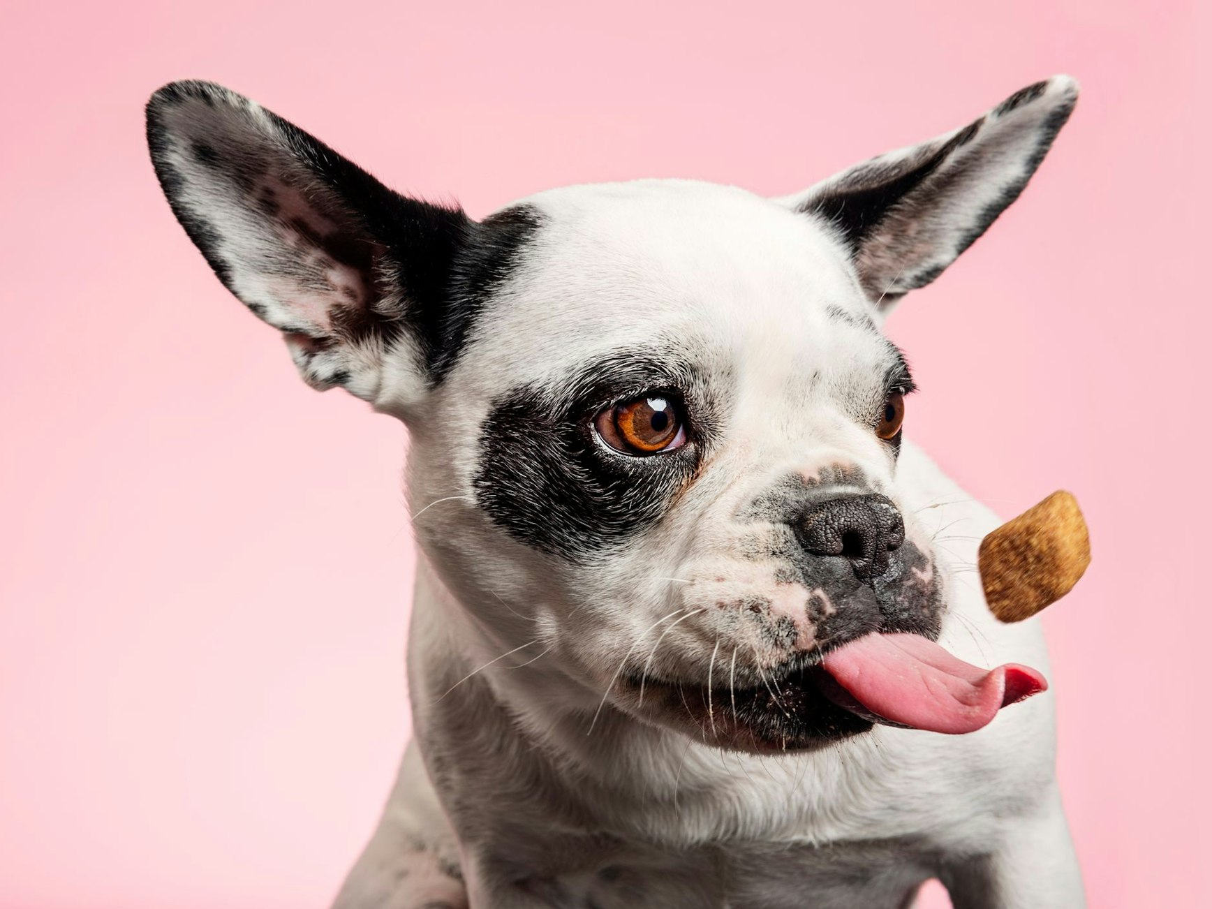 Eine französische Bulldogge versucht, ein Leckerchen zu fangen.