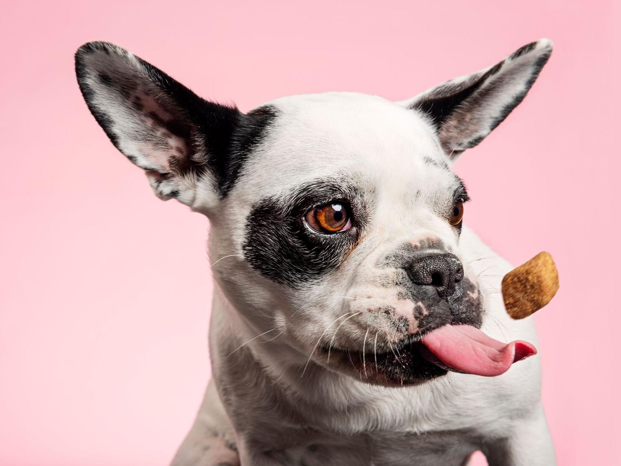 Eine französische Bulldogge versucht, ein Leckerchen zu fangen.