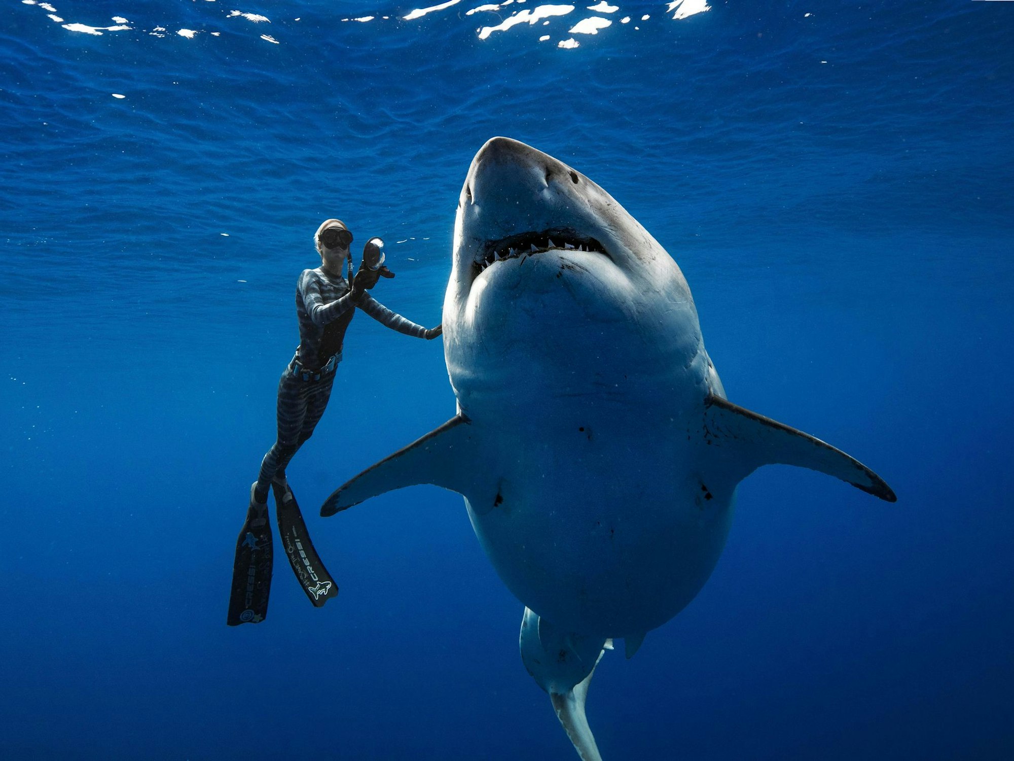 Ocean Ramsey, Hai-Forscherin und Haischützerin, mit einem riesigen Weißen Hai vor der Küste der Insel Oahu (Hawaii) im Januar 2019.