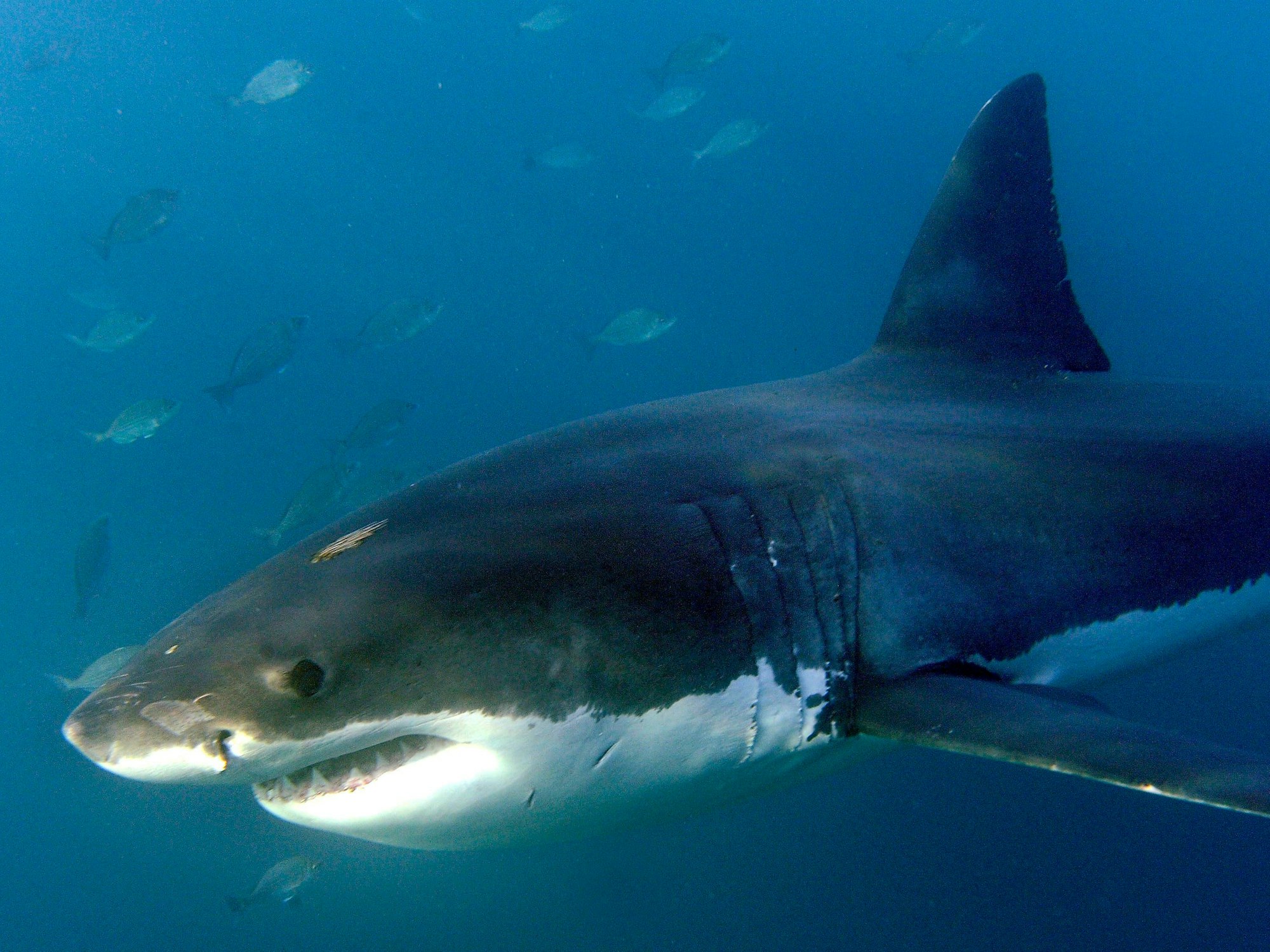Ein großer weißer Hai schwimmt am 19. Juni 2010 im Indischen Ozean vor Gansbaai (Südafrika).