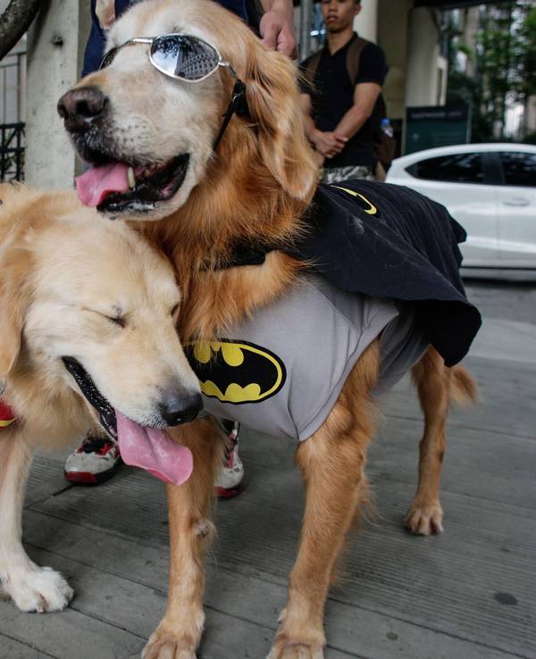 Das Symbolfoto aus dem Jahr 2016 zeigt zwei Hunde der Rasse „Golden Retriever“. Der eine trägt einen roten Umhang, der anderen einen schwarz-grauen mit dem Batman-Symbol und eine Sonnenbrille.