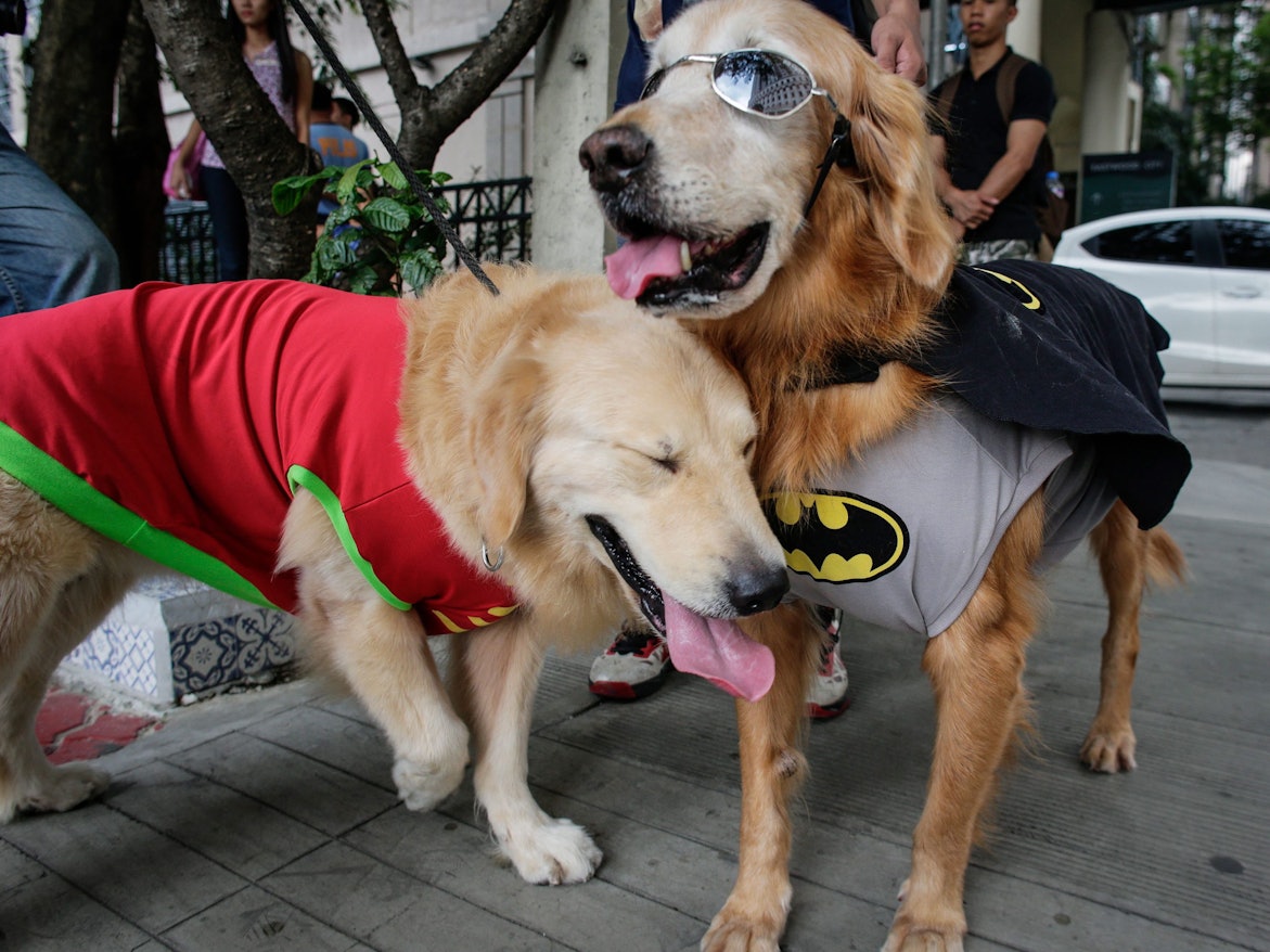 Das Symbolfoto aus dem Jahr 2016 zeigt zwei Hunde der Rasse „Golden Retriever“. Der eine trägt einen roten Umhang, der anderen einen schwarz-grauen mit dem Batman-Symbol und eine Sonnenbrille.