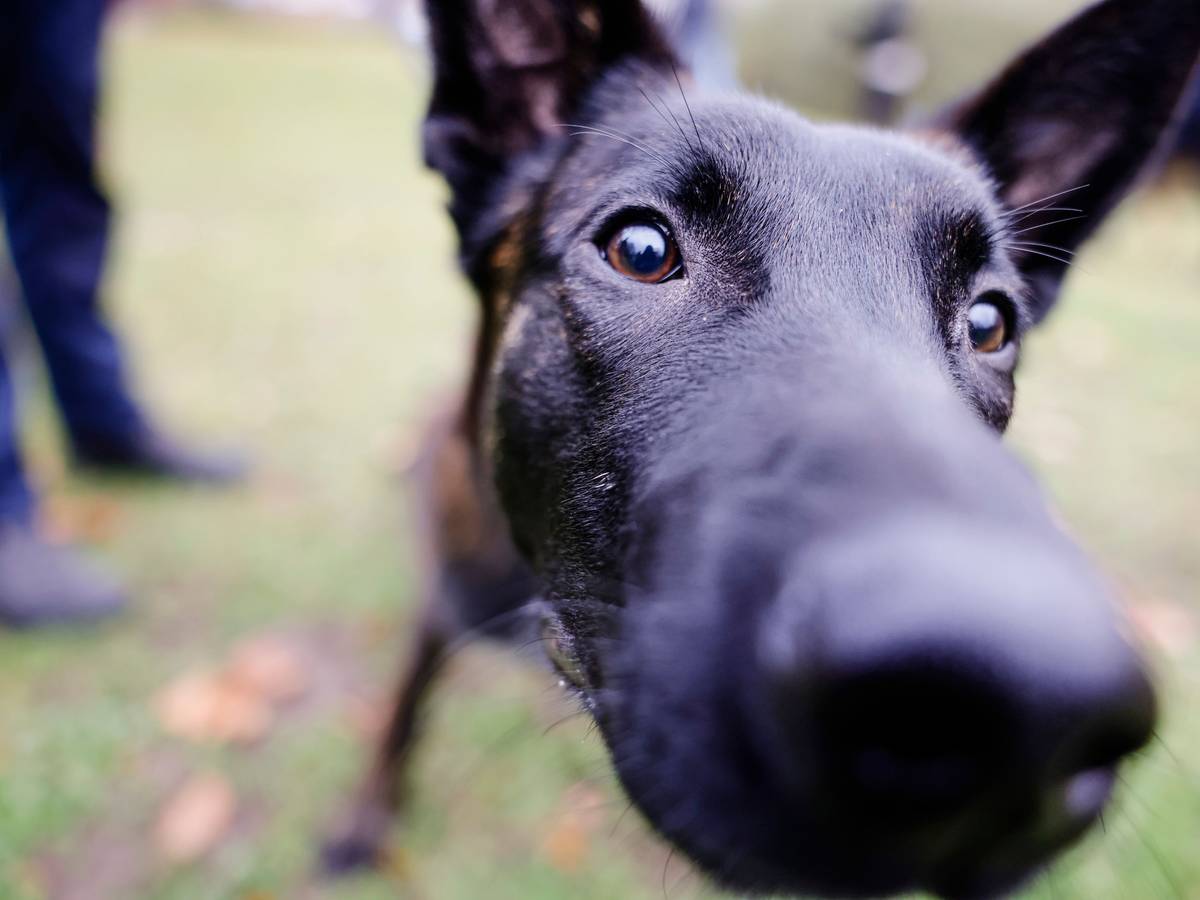 Ein belgischer Schäferhund interessiert sich für das Objektiv der Kamera.