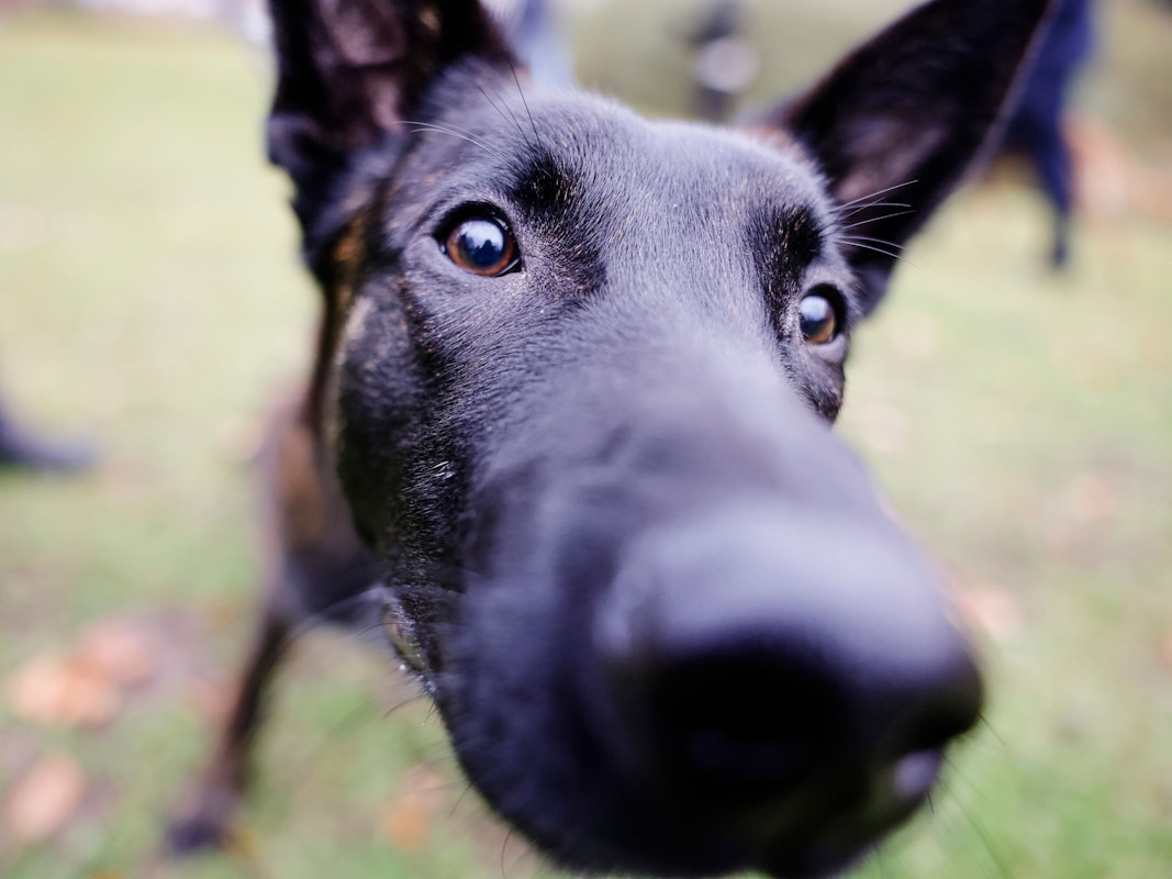 Ein belgischer Schäferhund interessiert sich für das Objektiv der Kamera.