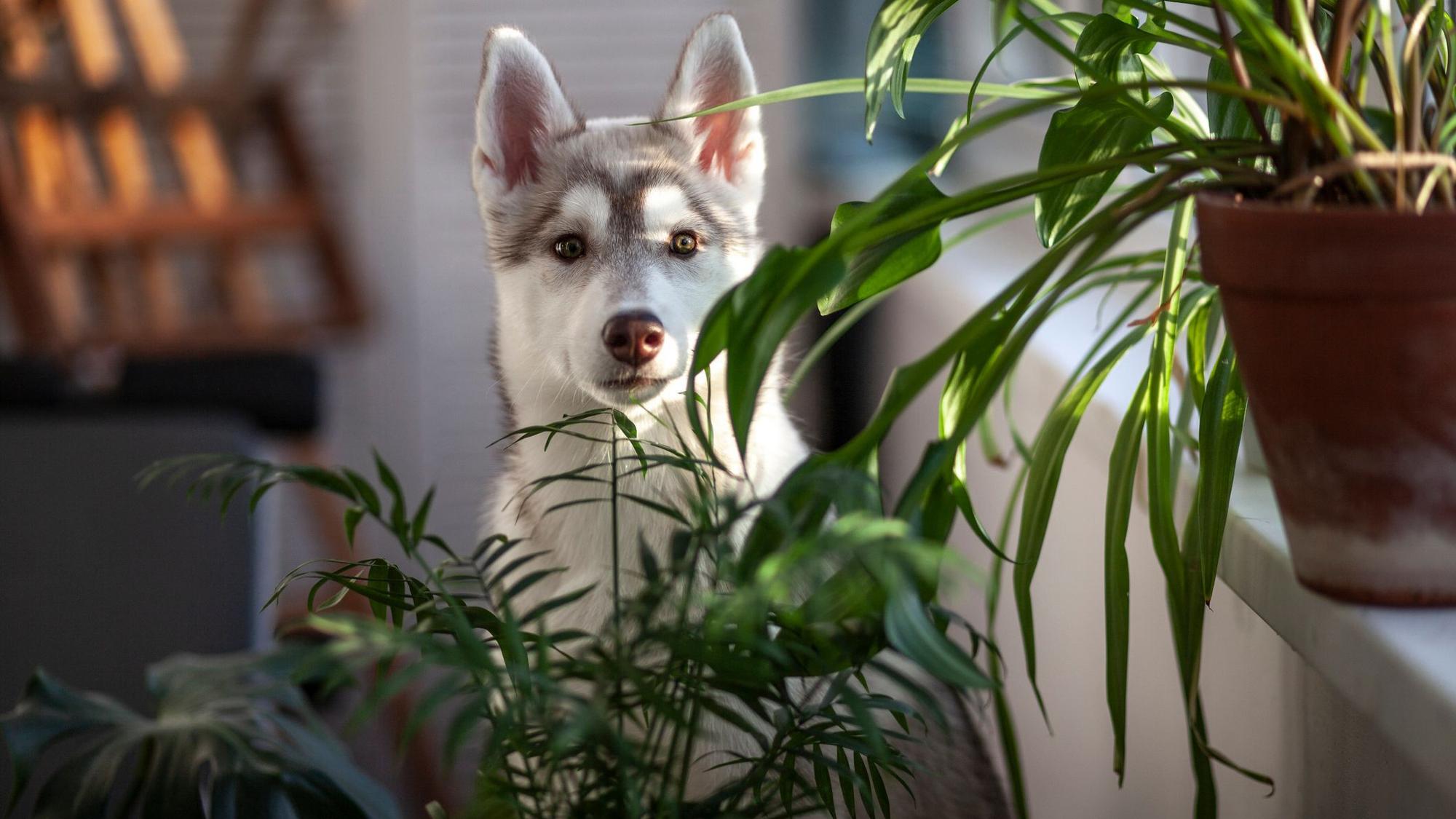 Ein junger Husky steht hinter zwei Zimmerpflanzen.