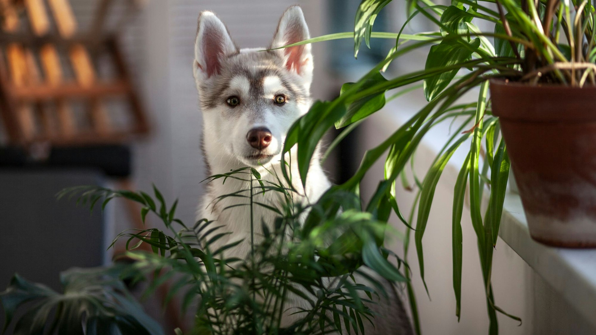 Ein junger Husky steht hinter zwei Zimmerpflanzen.