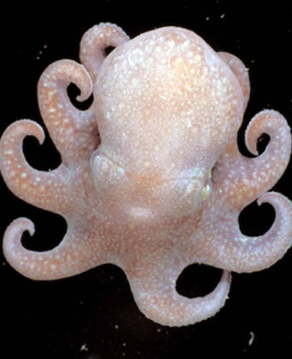 Das undatierte Foto zeigt die Urzeit-Krakenart Megaleledone setebos aus dem Südpolarmeer – aus ihr sollen sich in den vergangenen 30 Millionen Jahren viele der heute bekannten Tintenfische entwickelt haben.