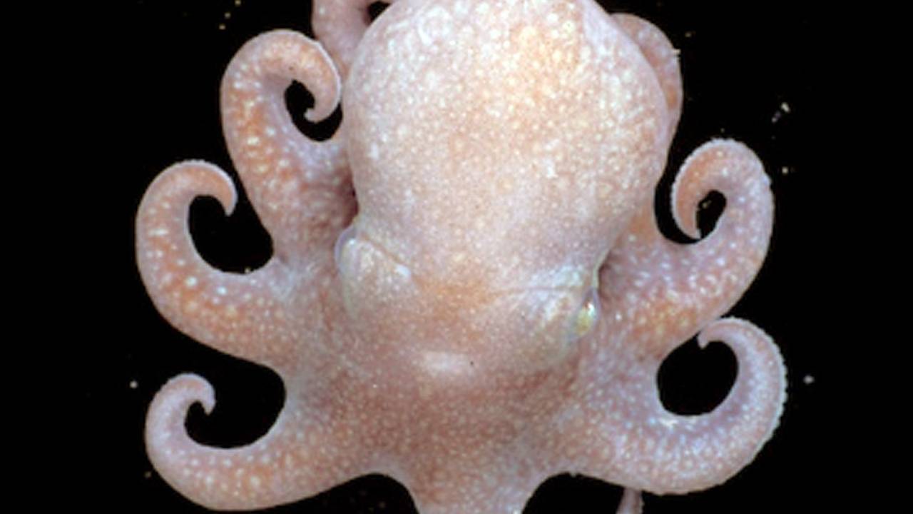 Das undatierte Foto zeigt die Urzeit-Krakenart Megaleledone setebos aus dem Südpolarmeer – aus ihr sollen sich in den vergangenen 30 Millionen Jahren viele der heute bekannten Tintenfische entwickelt haben.