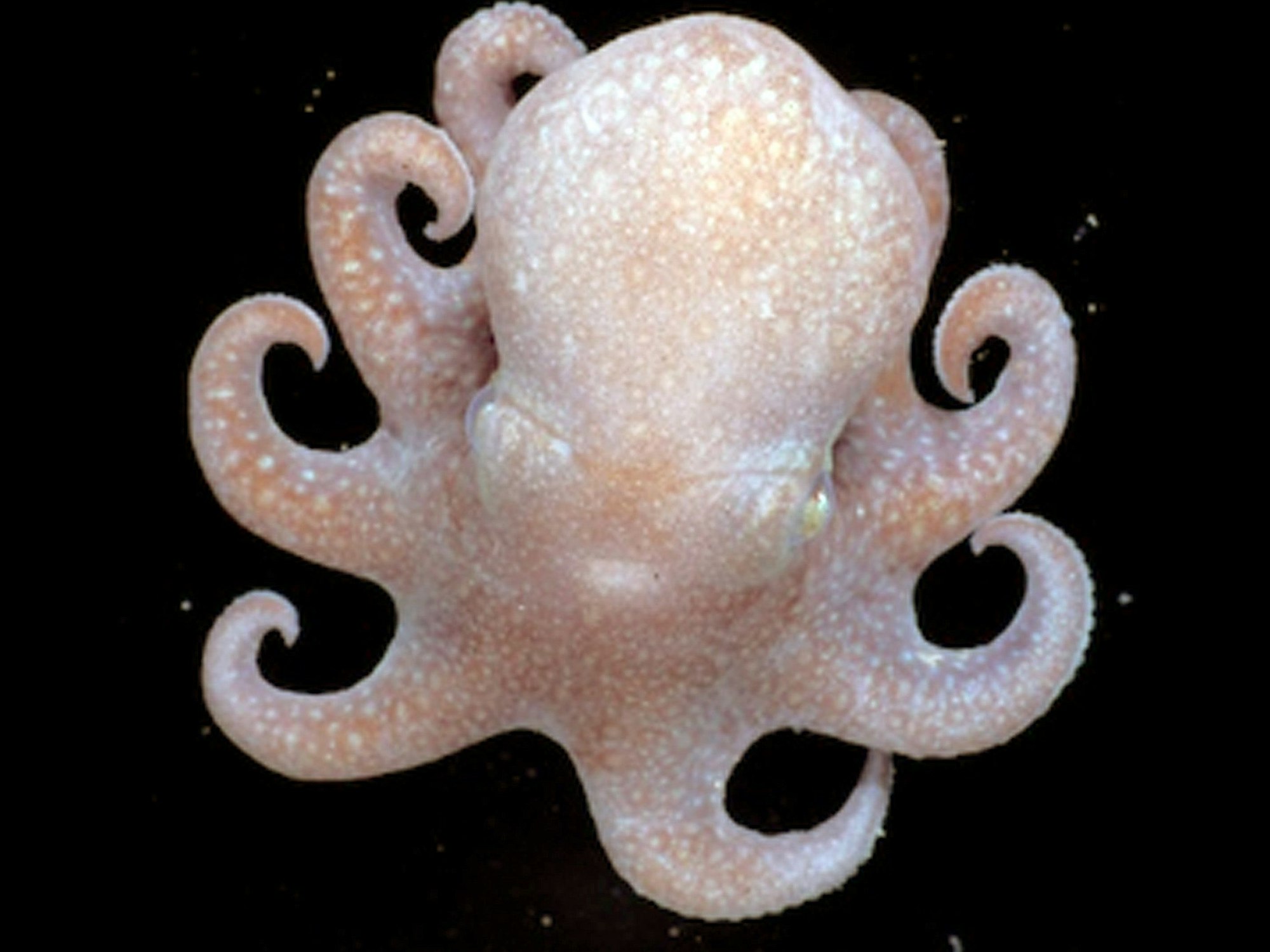 Das undatierte Foto zeigt die Urzeit-Krakenart Megaleledone setebos aus dem Südpolarmeer – aus ihr sollen sich in den vergangenen 30 Millionen Jahren viele der heute bekannten Tintenfische entwickelt haben.