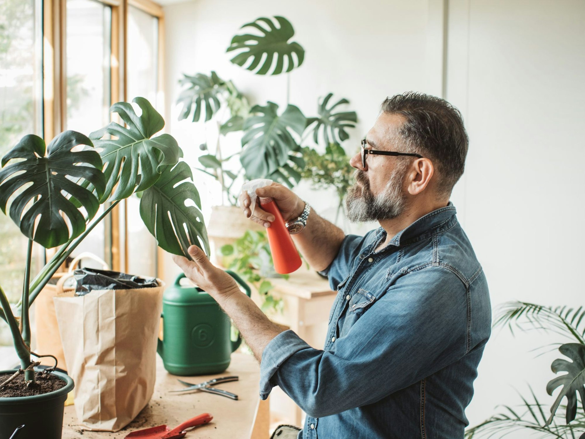 Mann besprüht seine Zimmerpflanzen mit Wasser