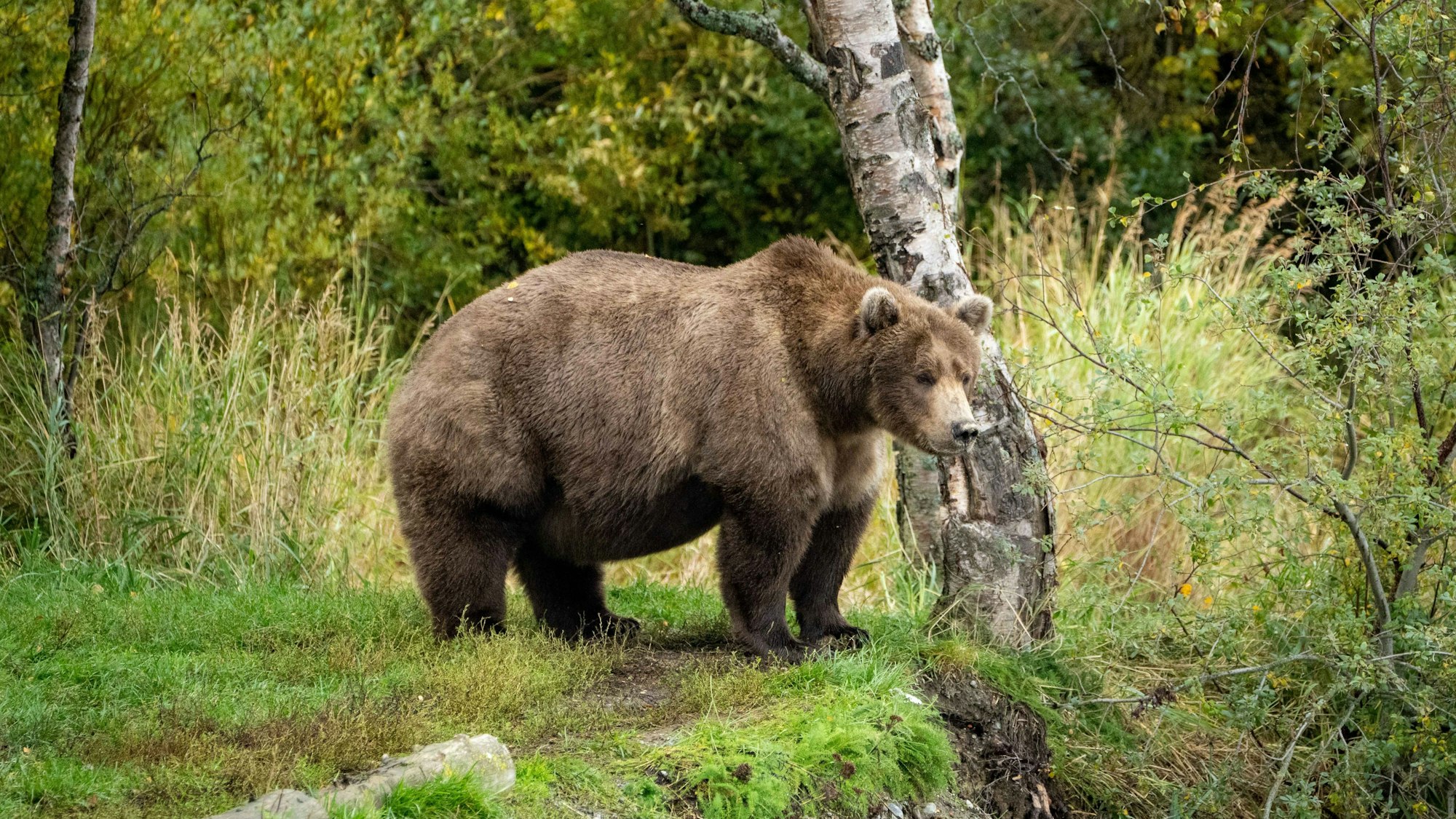 Die Bärin steht neben einem Baum im Katmai-Nationalpark.