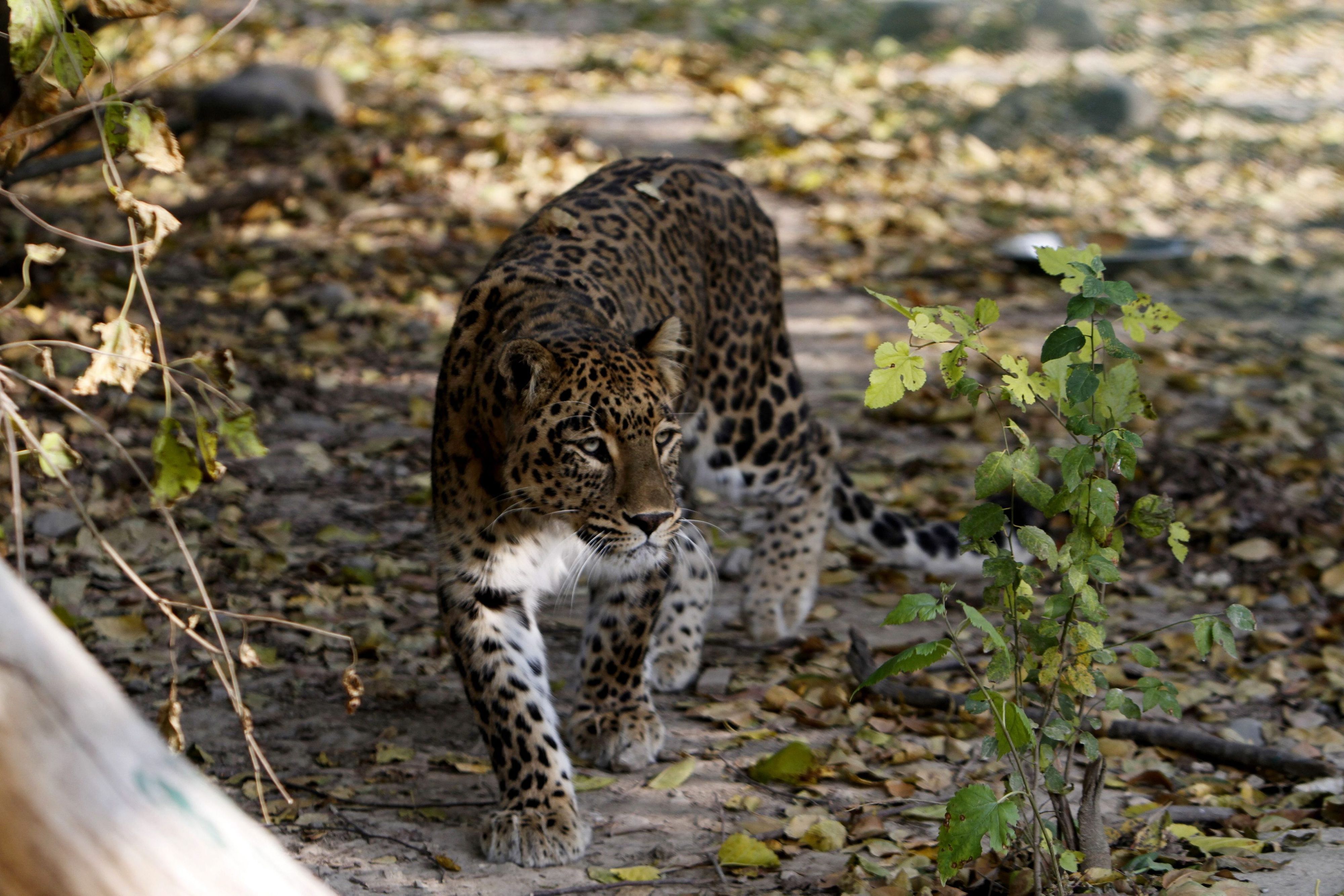 Das Foto vom 9. November 2012 zeigt einen Leoparden im Dachigam National Park, in der Nähe der indischen Stadt Srinagar City.
