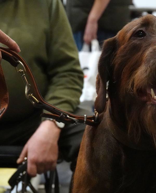 Ein Hund im Januar 2023 in Dortmund auf der internationalen Publikumsmesse Jagd & Hund.