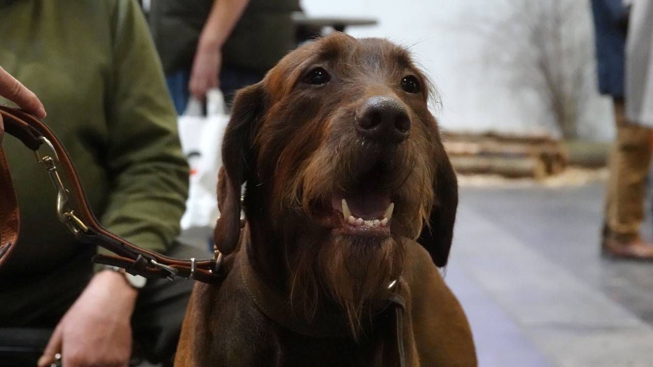 Ein Hund im Januar 2023 in Dortmund auf der internationalen Publikumsmesse Jagd & Hund.