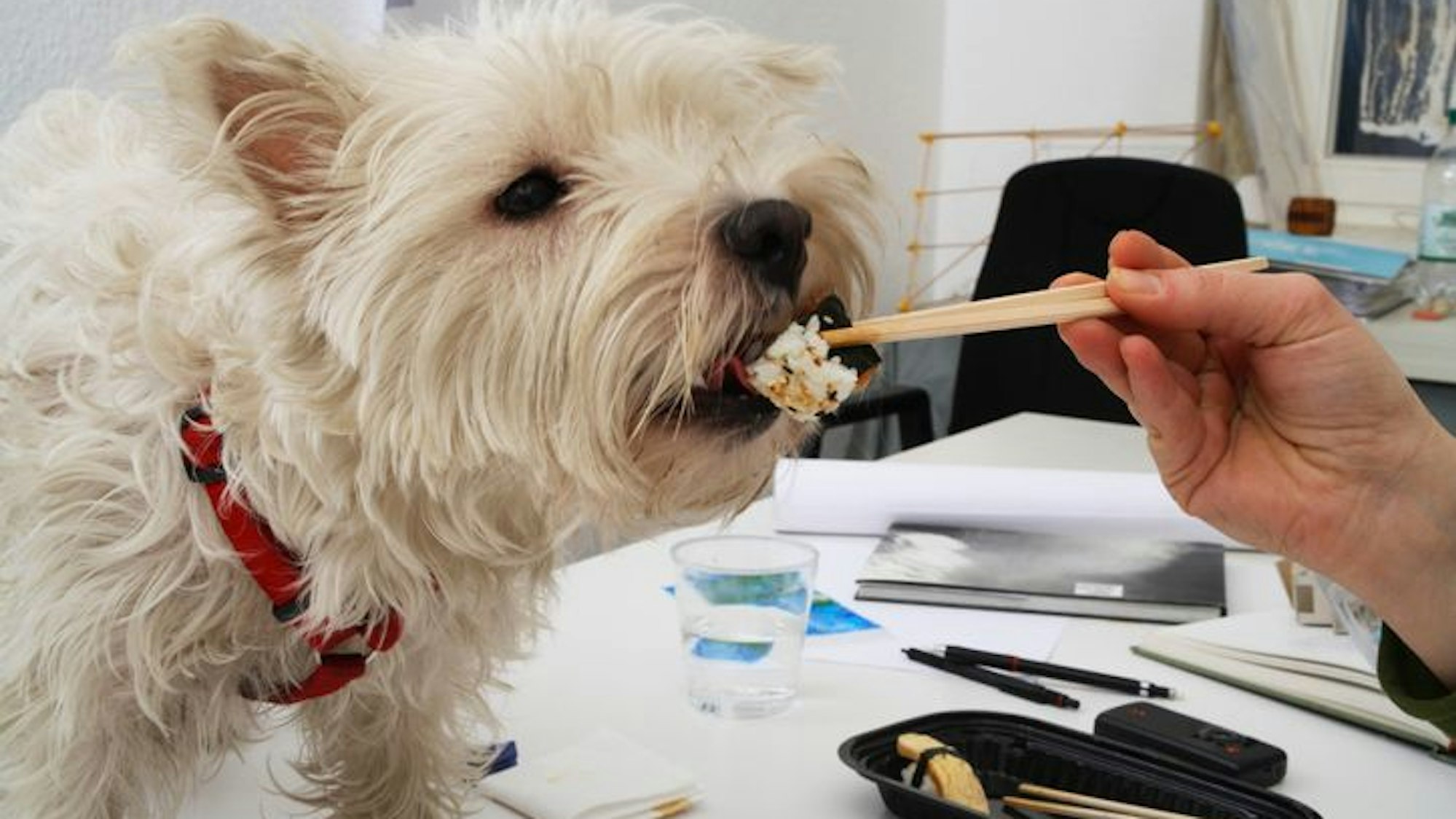 Hund wird gefüttert.