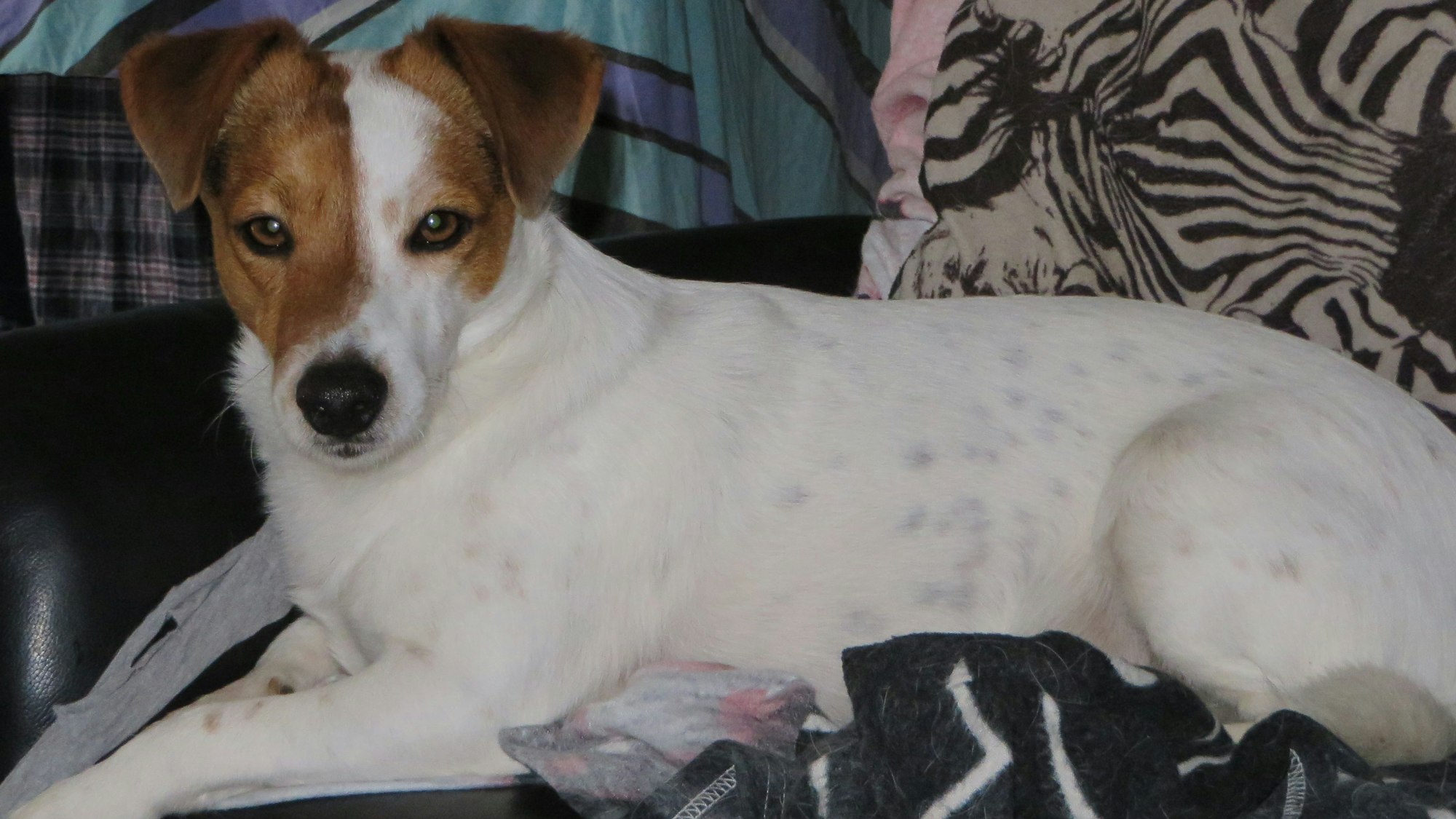 Jack Russell "Shorty" liegt auf einem Sofa.